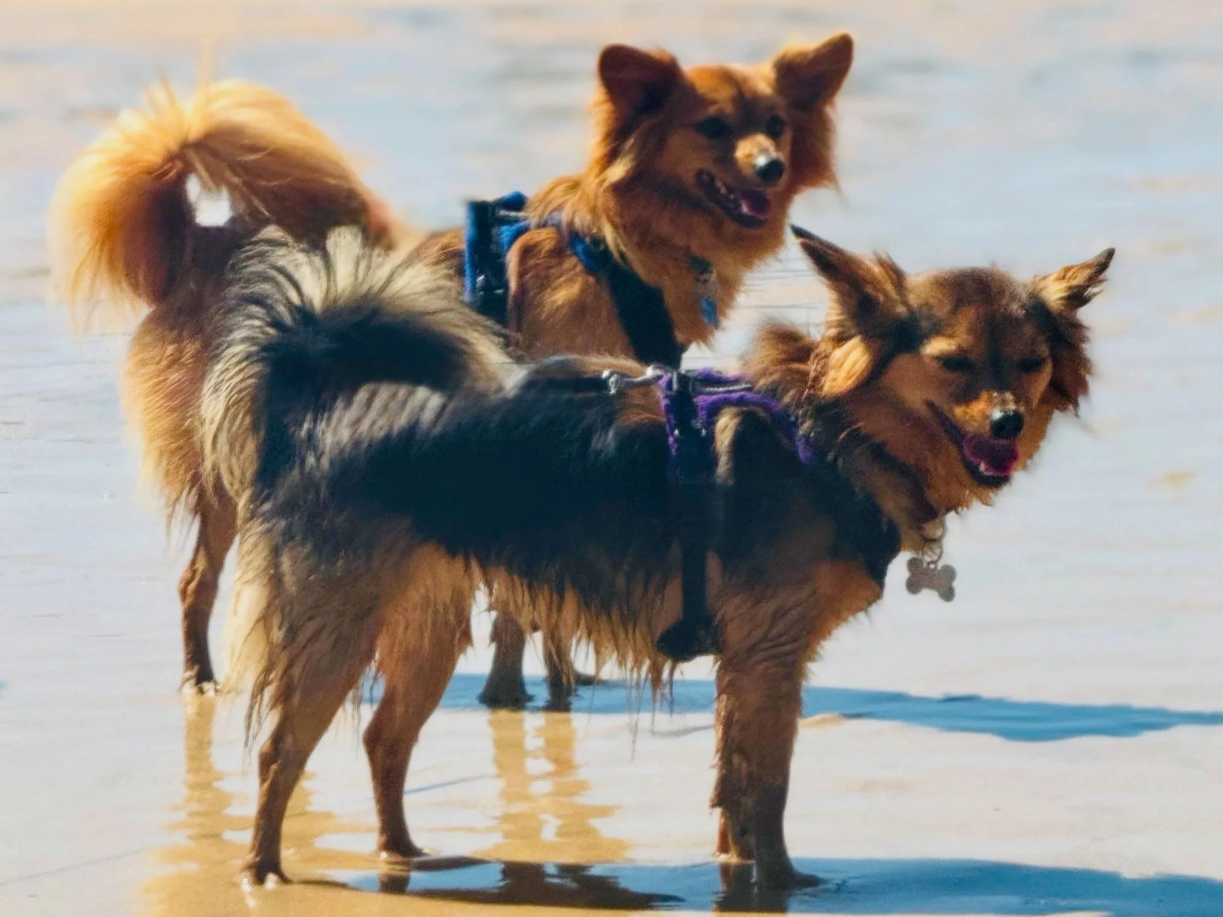 2 Pomchis, at the beach, with happy expressions
