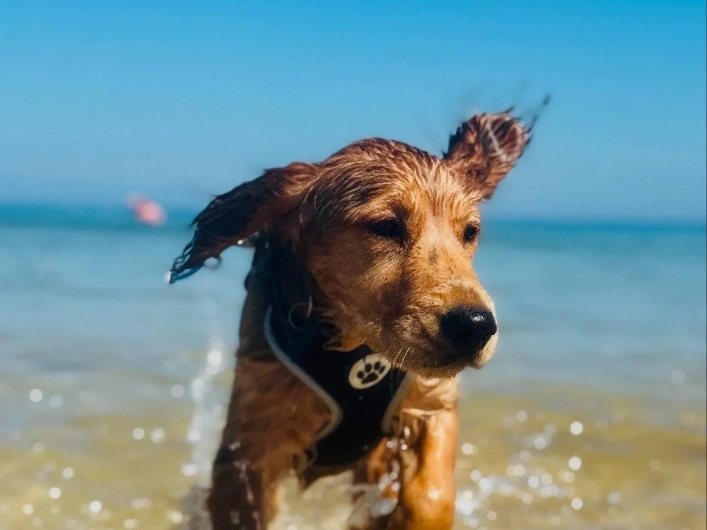 Young spaniel with floppy ears playing in the surf at the beach under a clear blue sky.