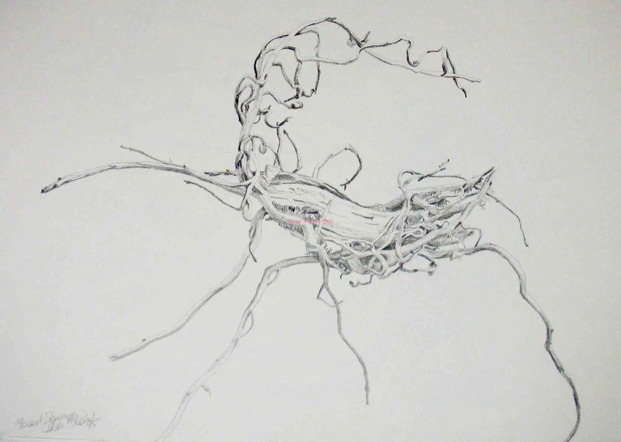 Drawing Sea washed Shrimp WM 90kb.jpg
