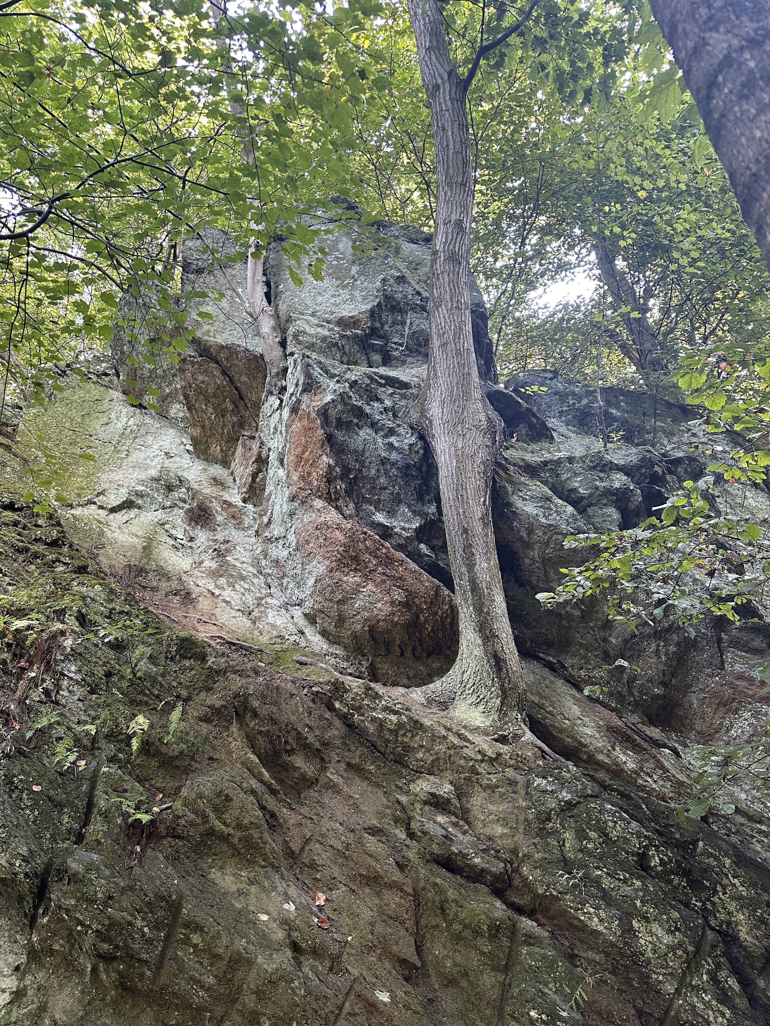 A rocky hillside covered with moss and roots, with trees and green foliage overhead.