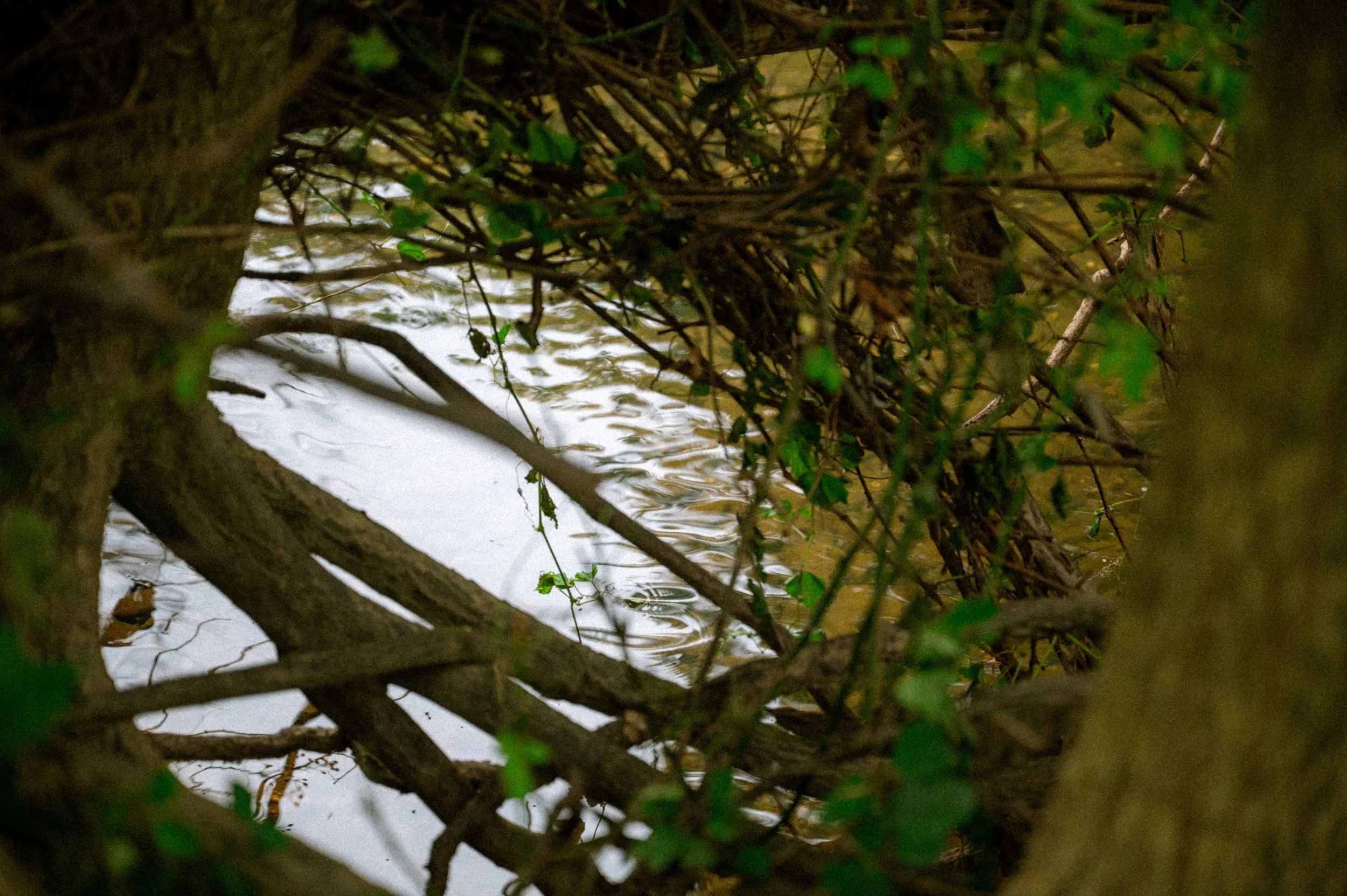 DSC_2213.jpg