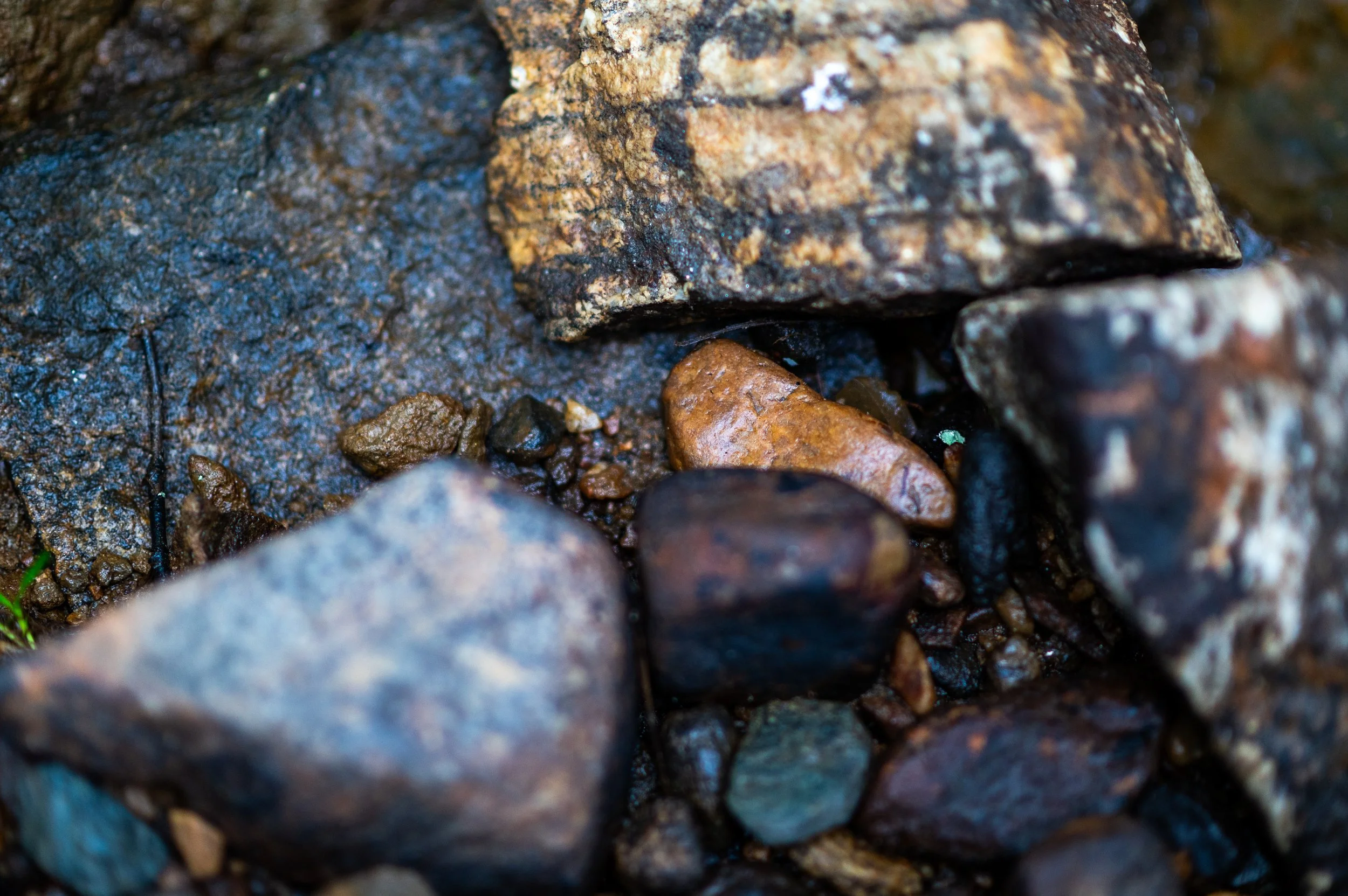 Close-up of wet, multi-colored rocks and pebbles on a riverbank or forest floor.