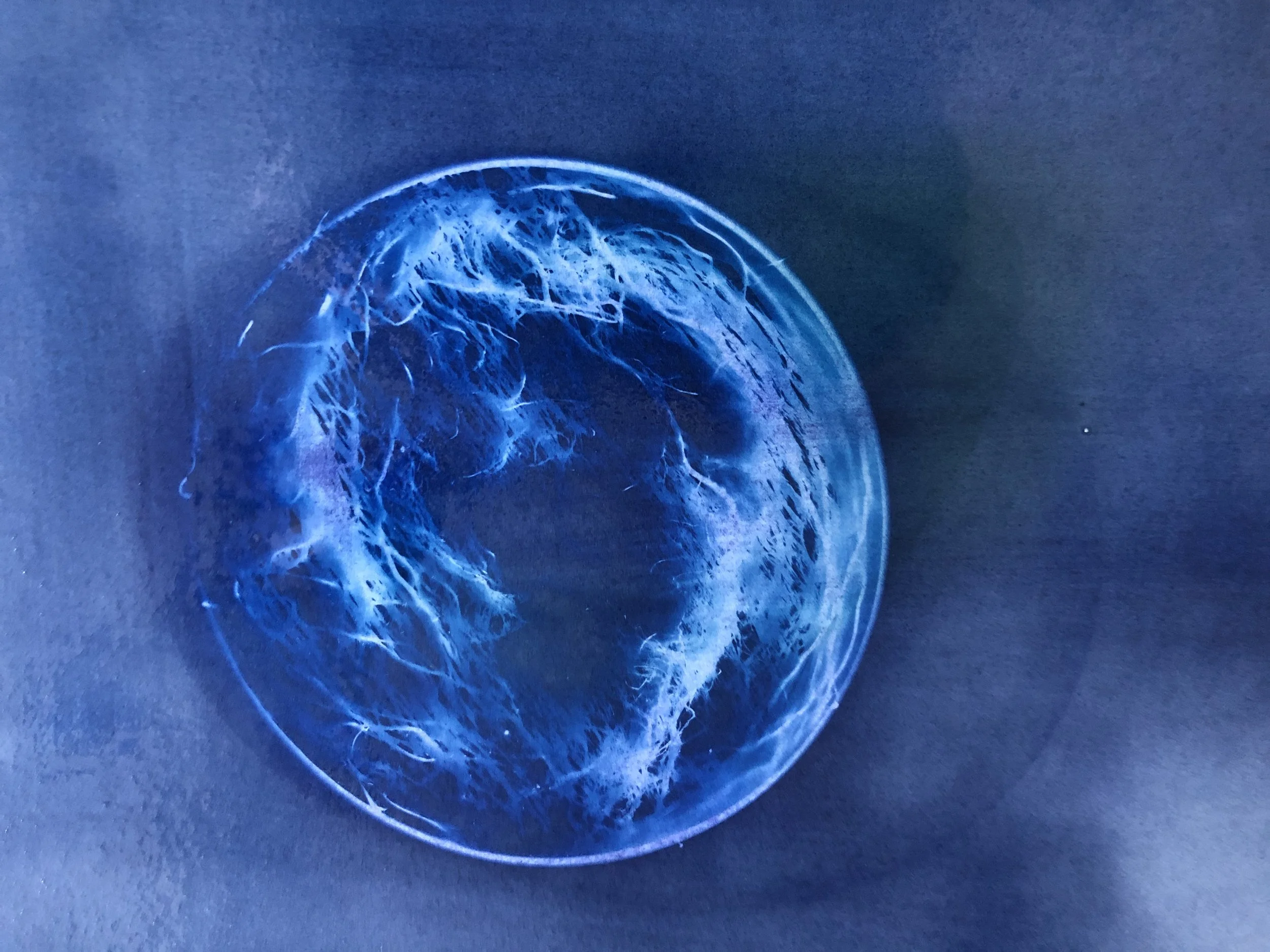 Study for Worlds I, Cyanotype, 2021