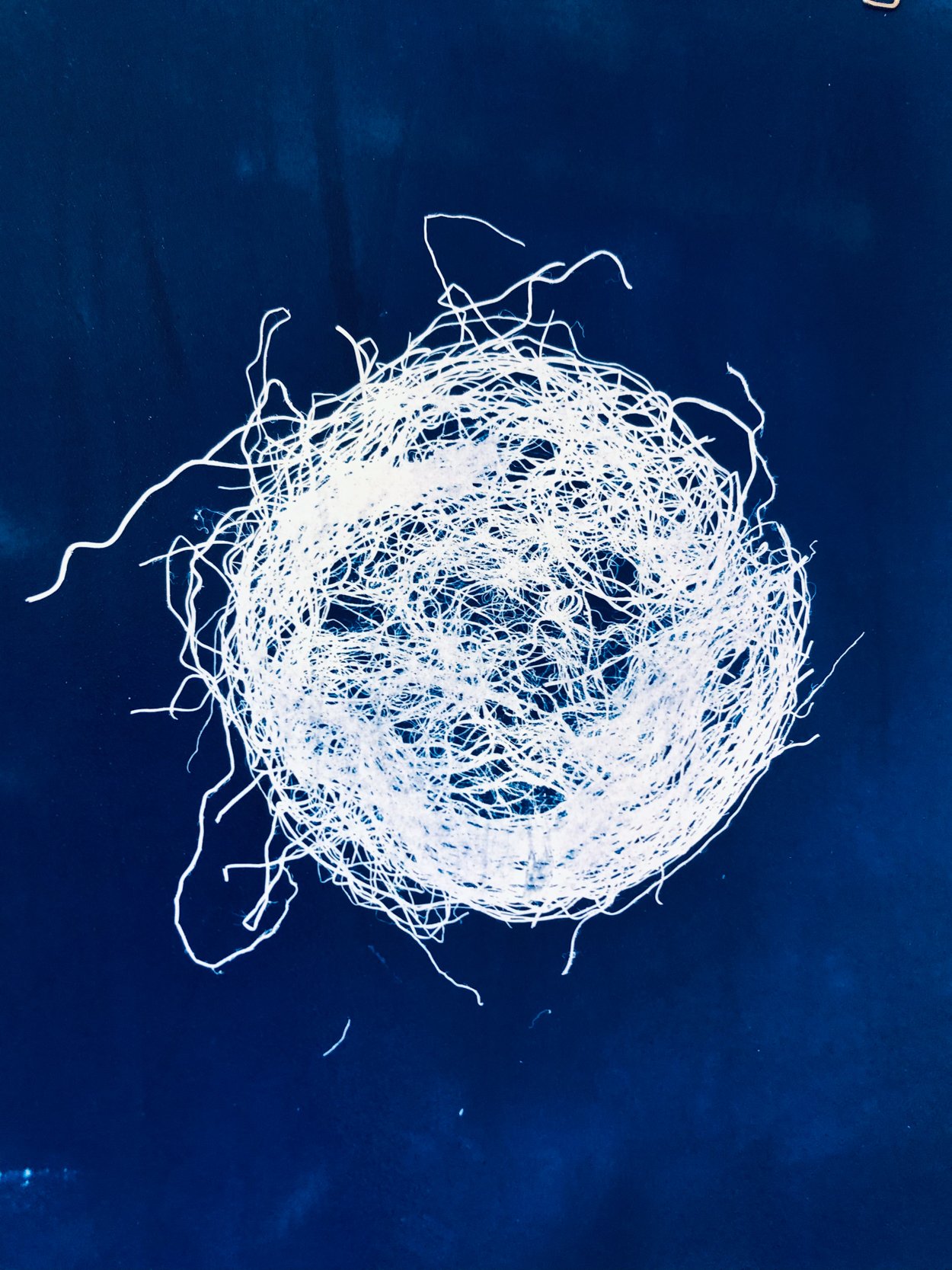 Nest, 2021, Cyanotype