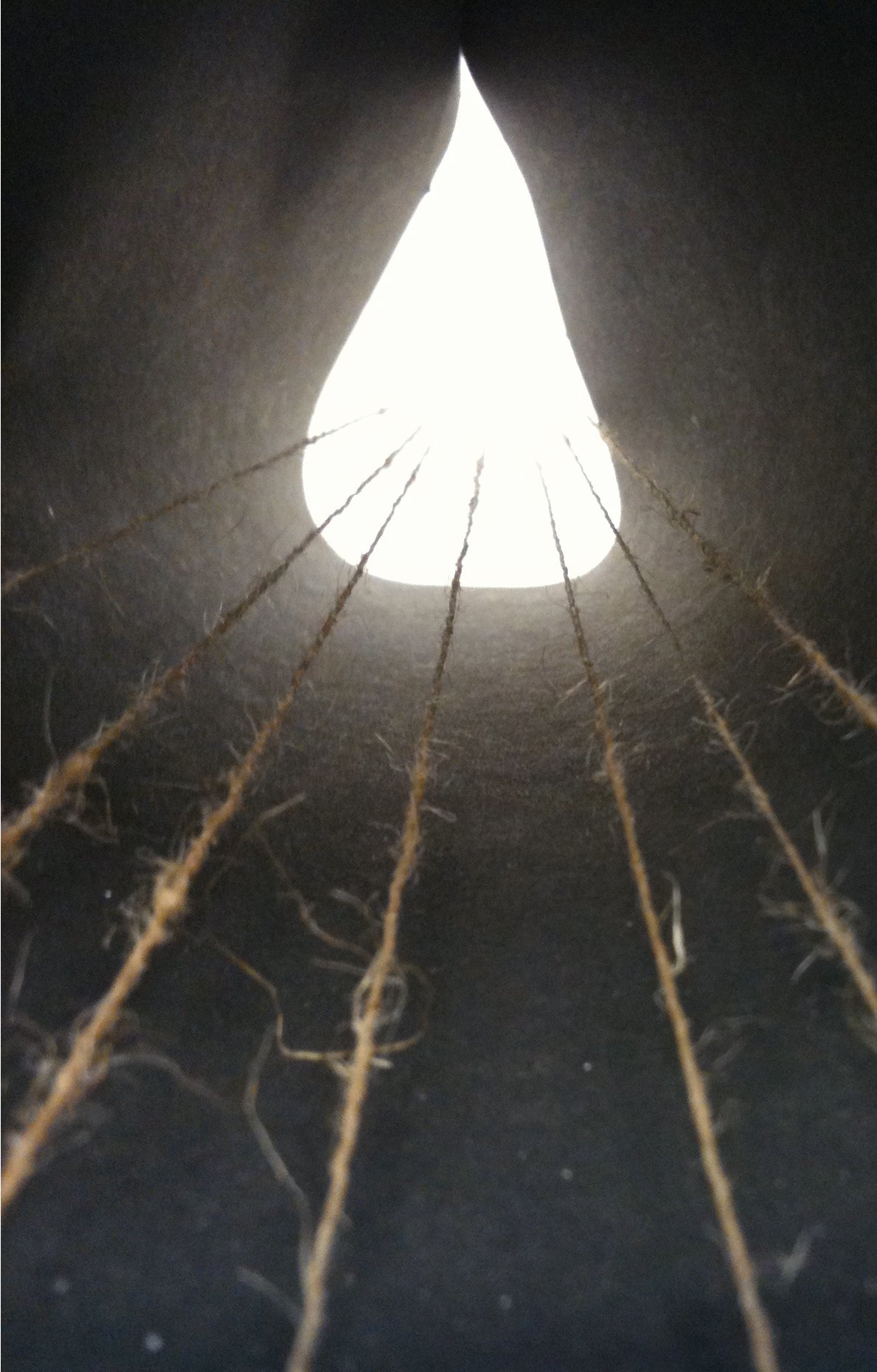 Force, 2011, C-Type Photograph, 59 x 38cm