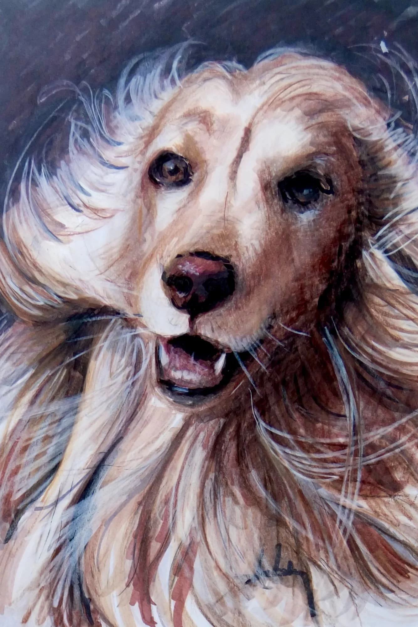 Smiling-afghan-hound-colour-tribute-artwork.jpg