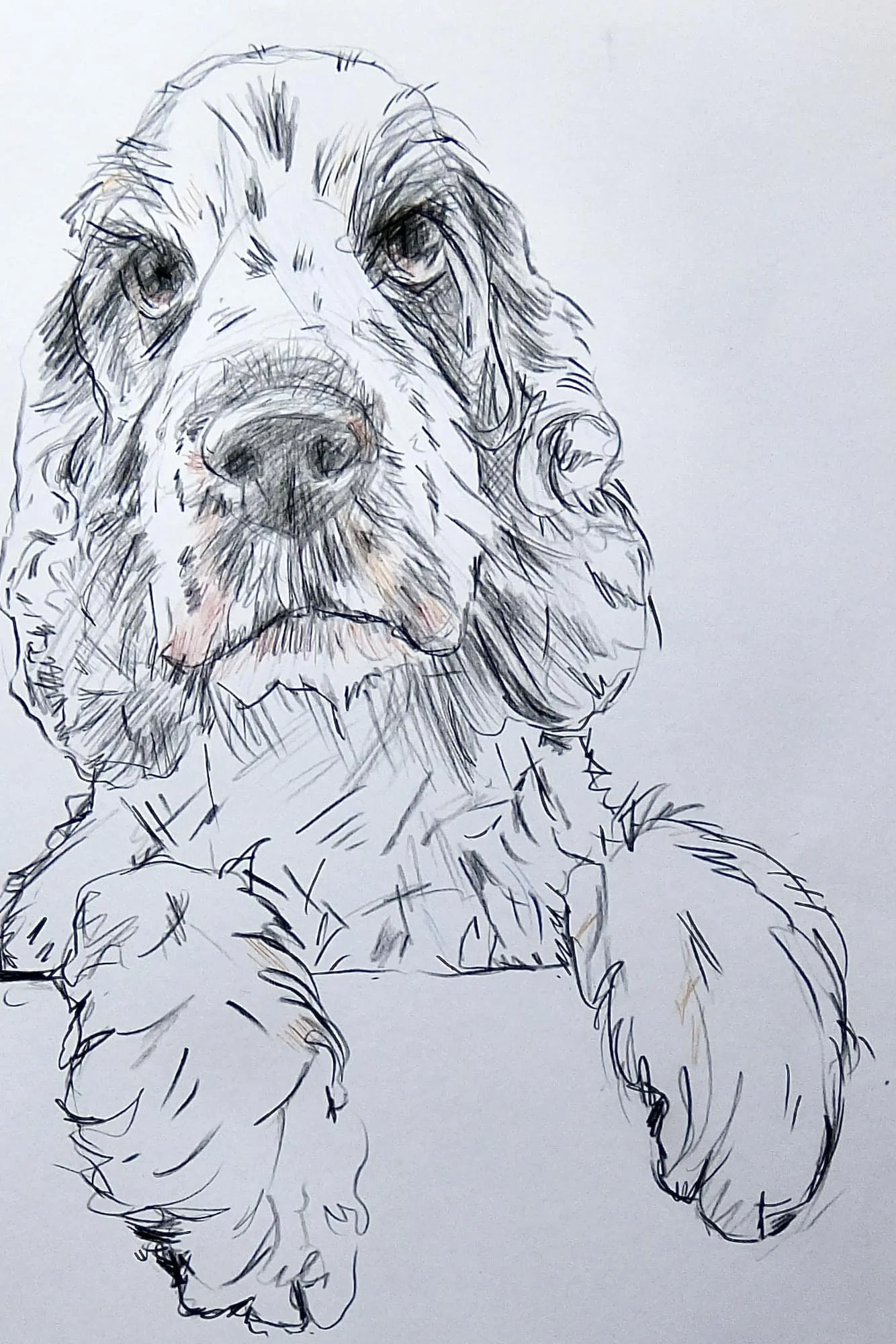 cocker-spaniel-portrait-loving-eyes-big-dog-nose.jpg
