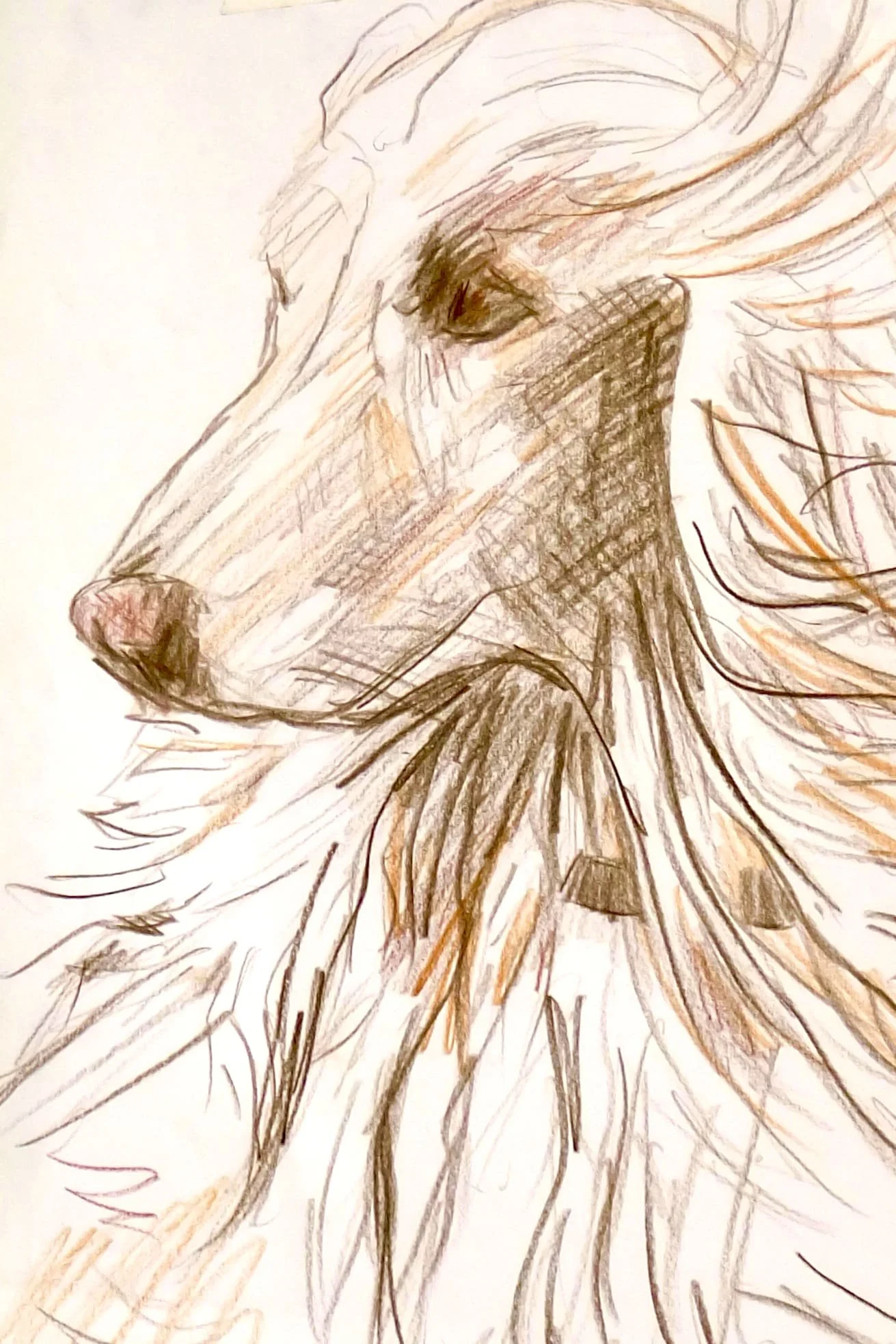 colour-pencil-sketch-afghan-hound-nose-brighton-dog.jpg