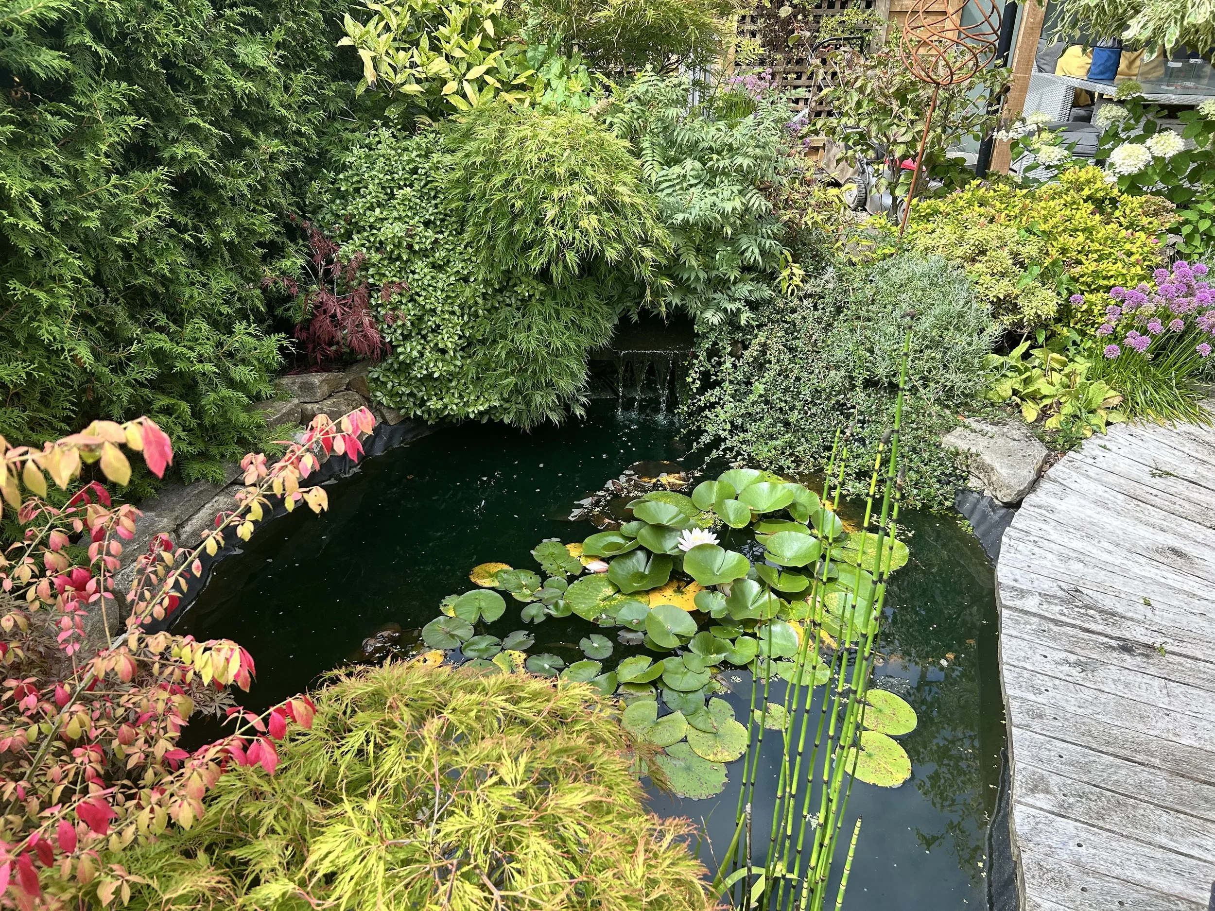 Pond and water feature