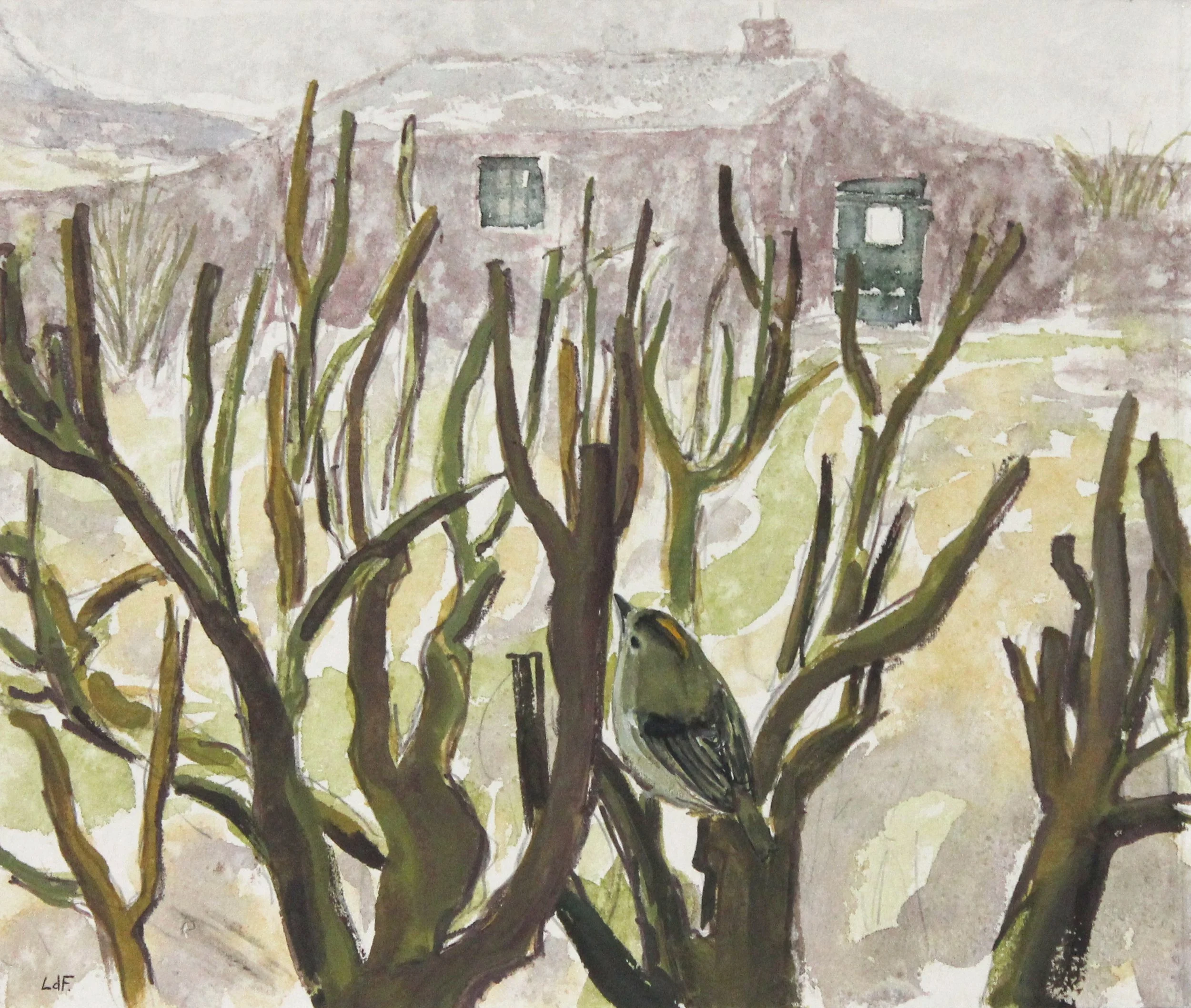 Goldcrest in garden drizzle, old lighthouse garden &amp; washhouse