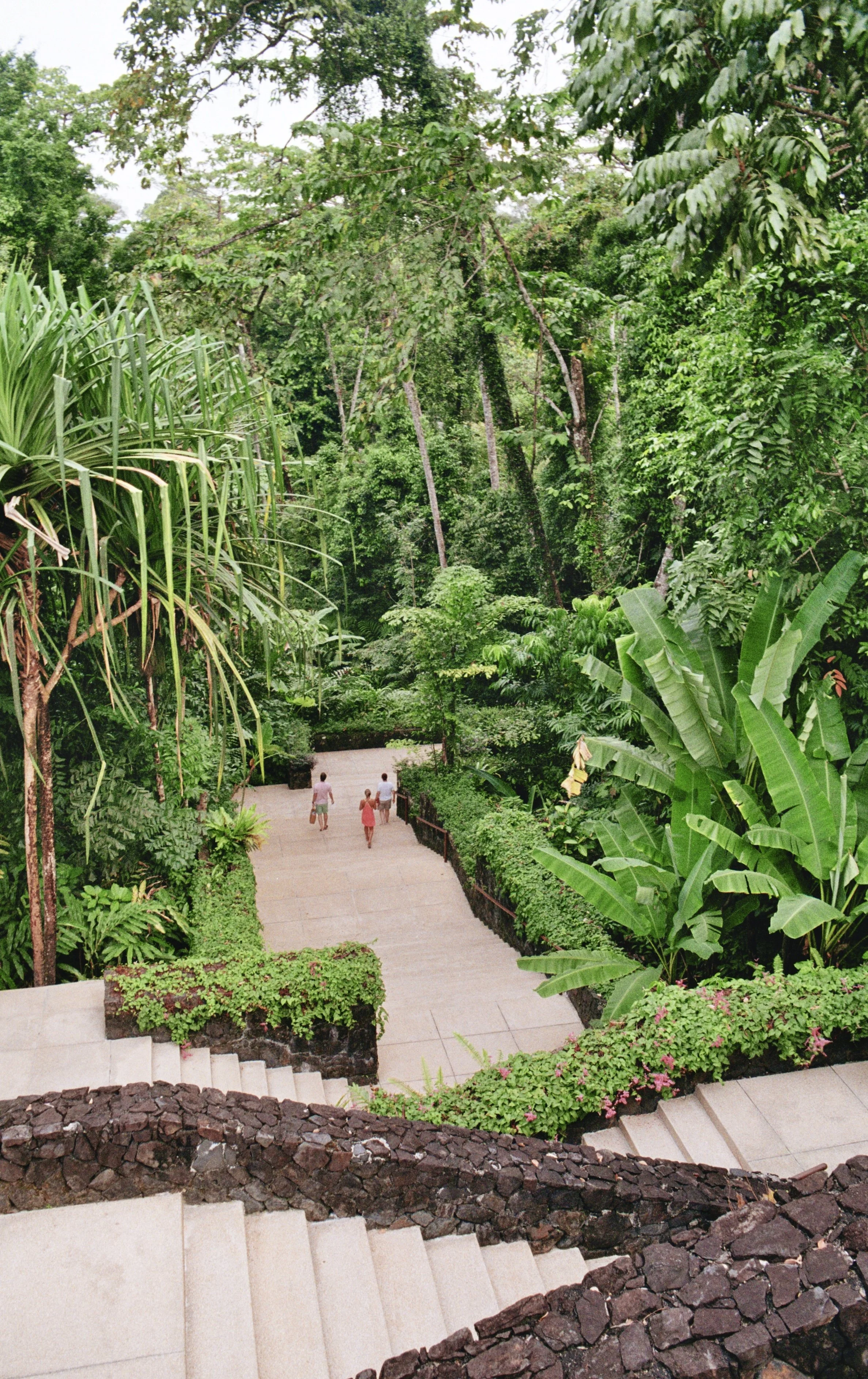 A tropical garden pathway with lush green foliage on both sides and four children walking along the concrete path.
