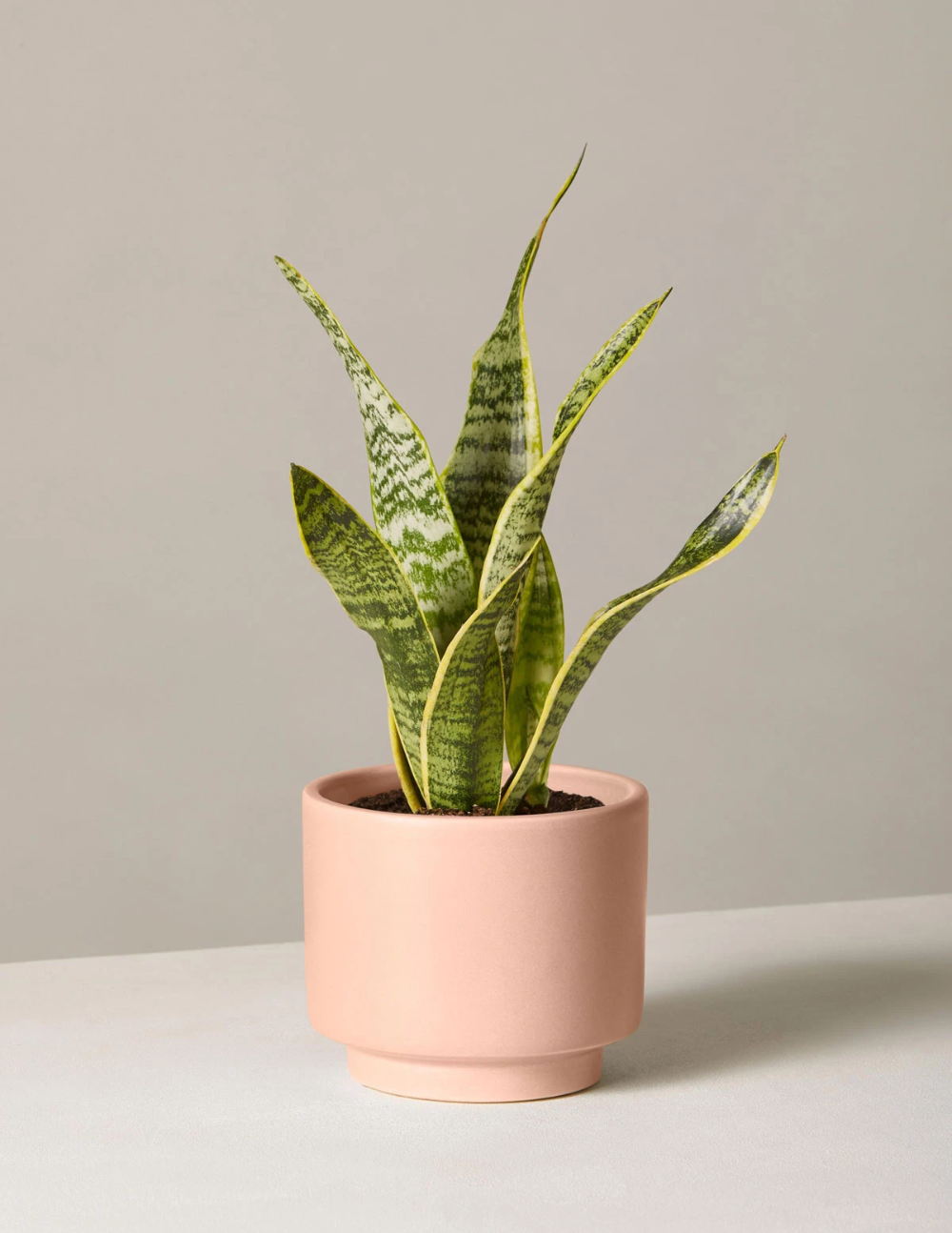 Snake plant potted in a pink ceramic vase low maintenance