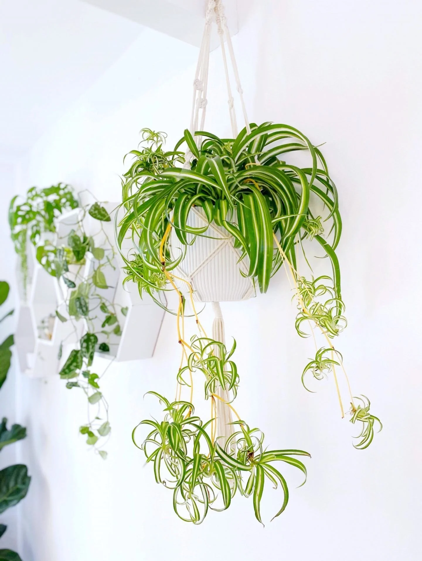 Spider plant hanging in macrame
