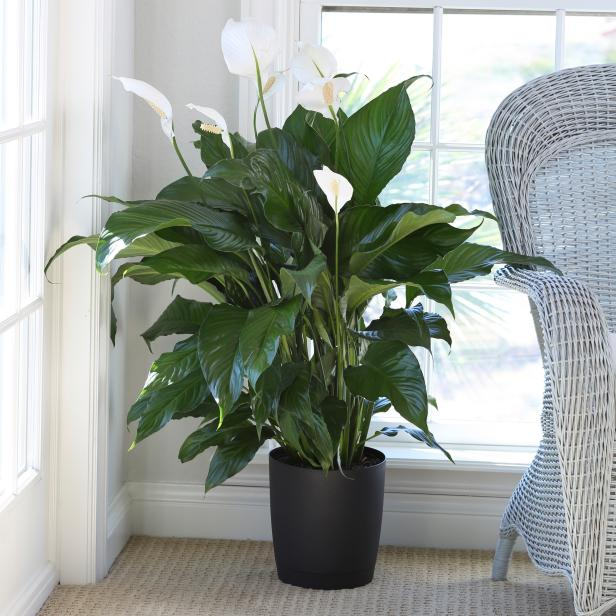White Peace Lily plant in a black vase in conservatory room