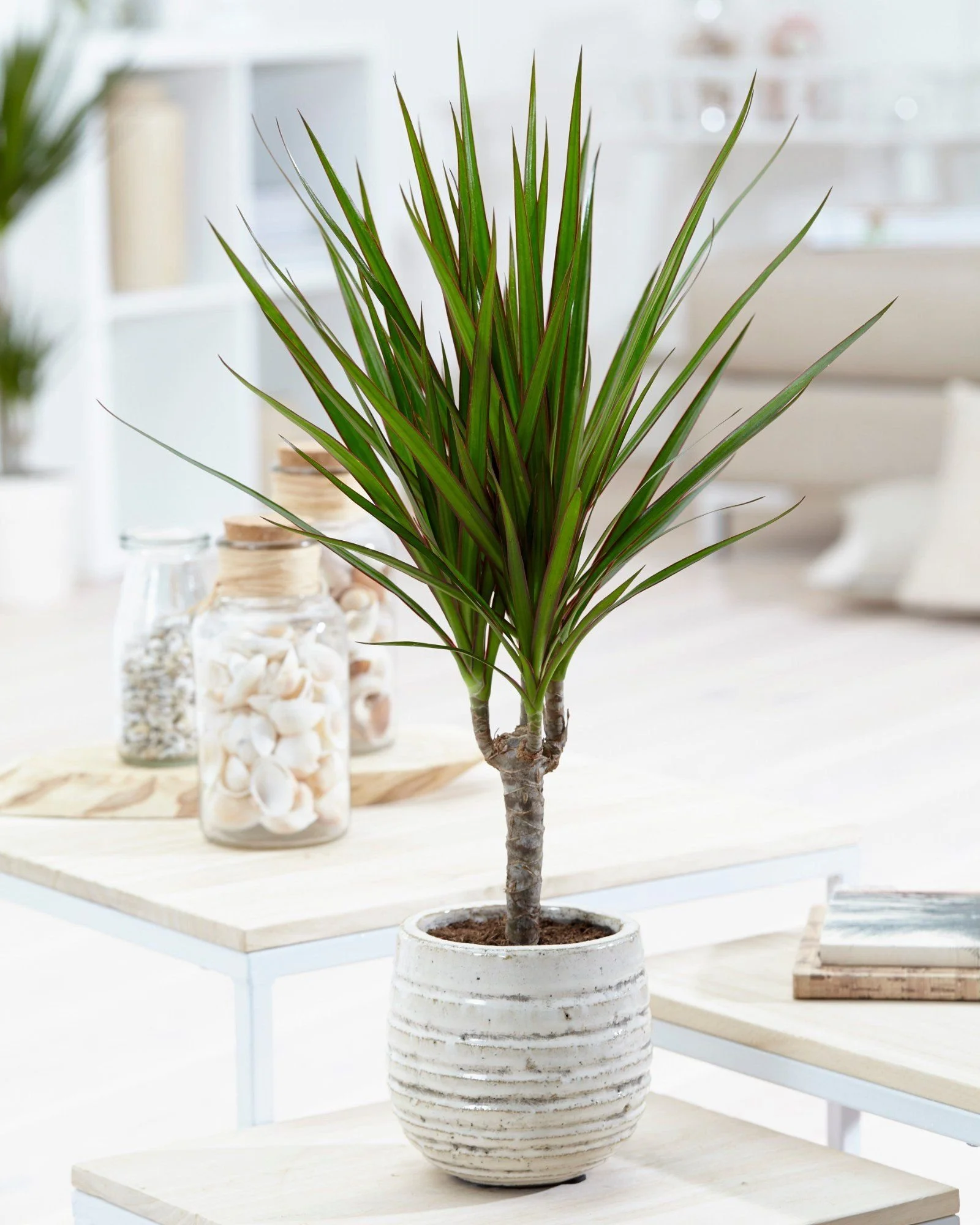 Bright space with wooden table and plants