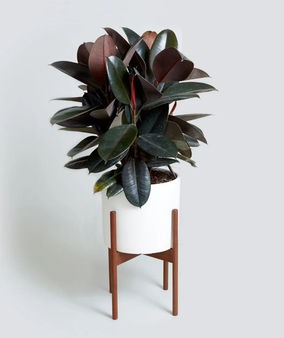 Pink green rubber plant in a white and wood vase