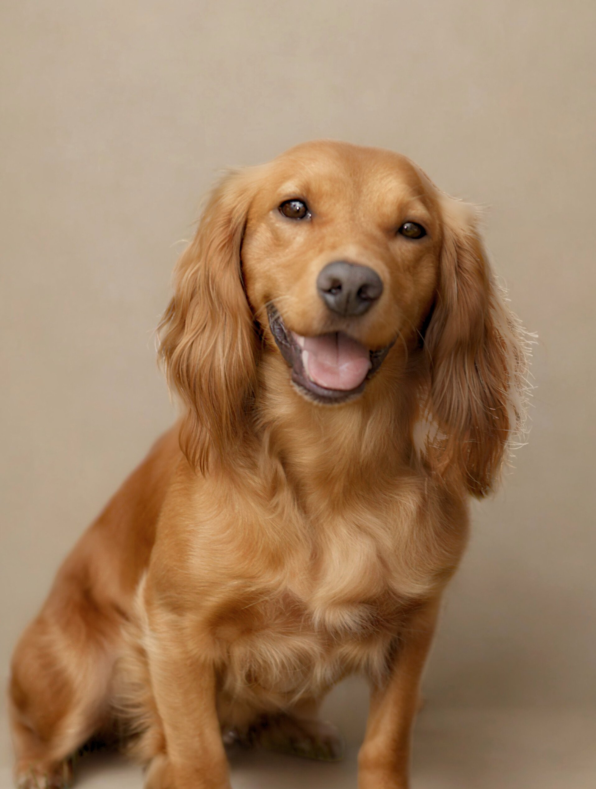 A happy golden retriever dog sitting against a neutral background, looking at the camera with its tongue slightly out.