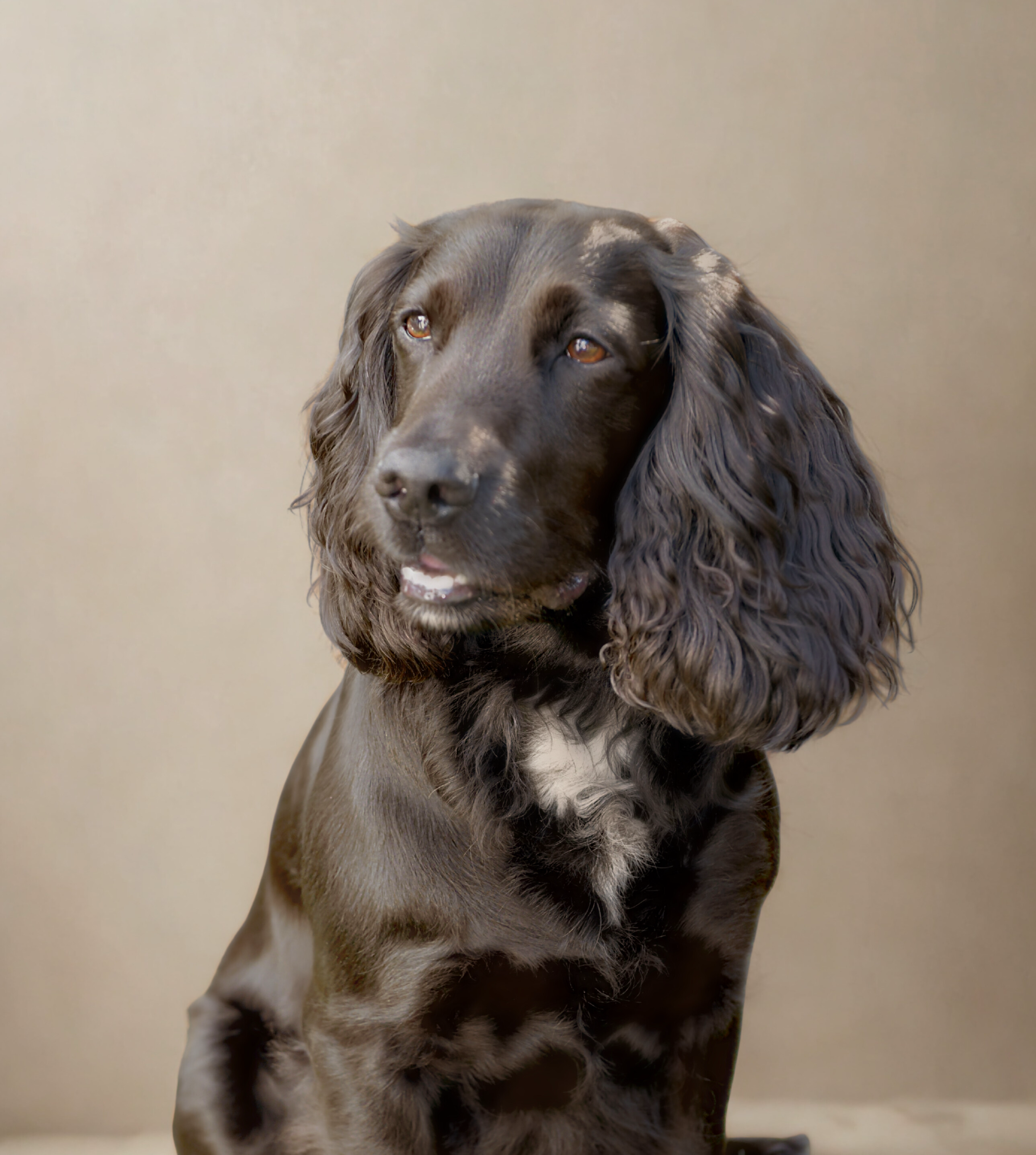 A black dog with long ears and a white patch on its chest, looking slightly to the side.