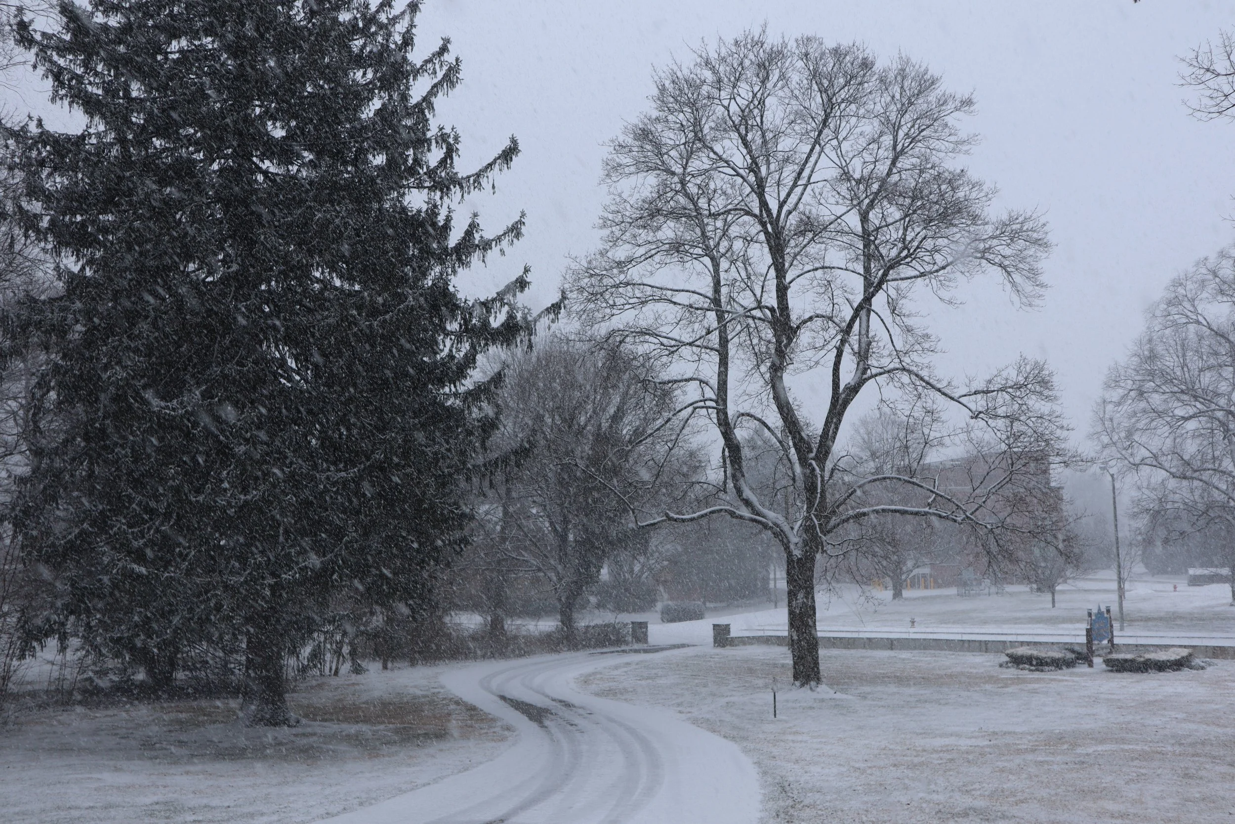 Snow-covered park with winding path, bare trees, and a large evergreen tree during snowfall.
