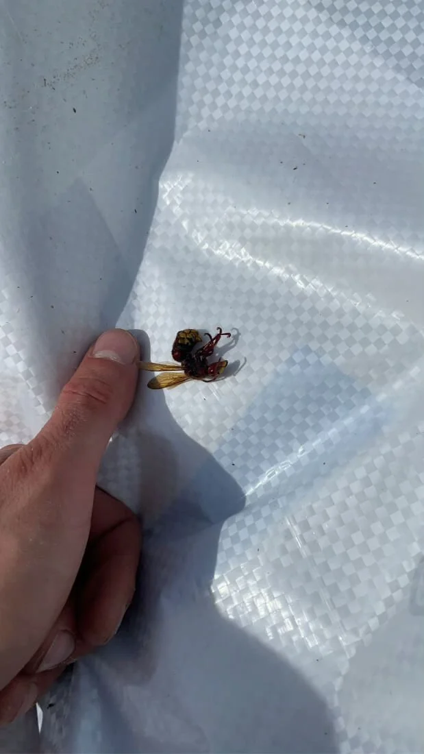 Japanese Hornet with thumb for scale, found on siding replacement project by DLR in Northeast, ohio.