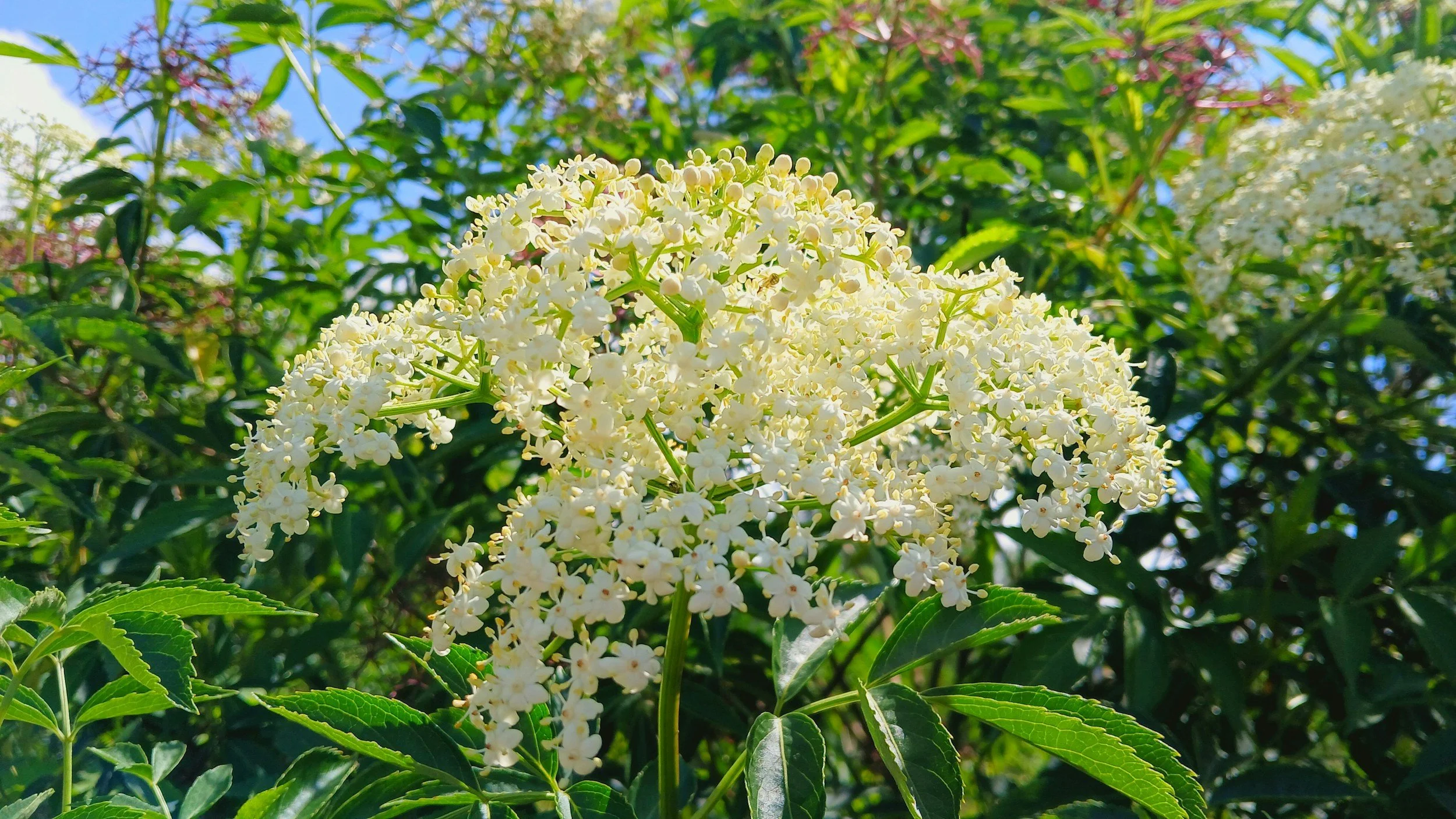 Zweite Blüte