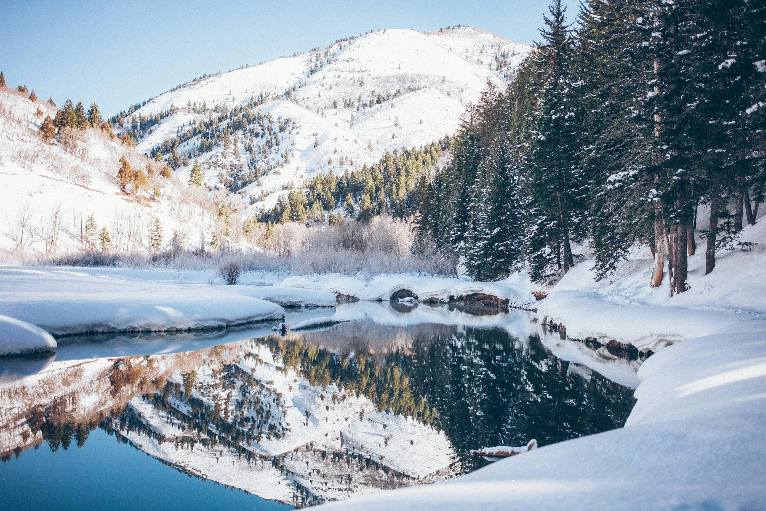 Im Winter entsteht die Blüte