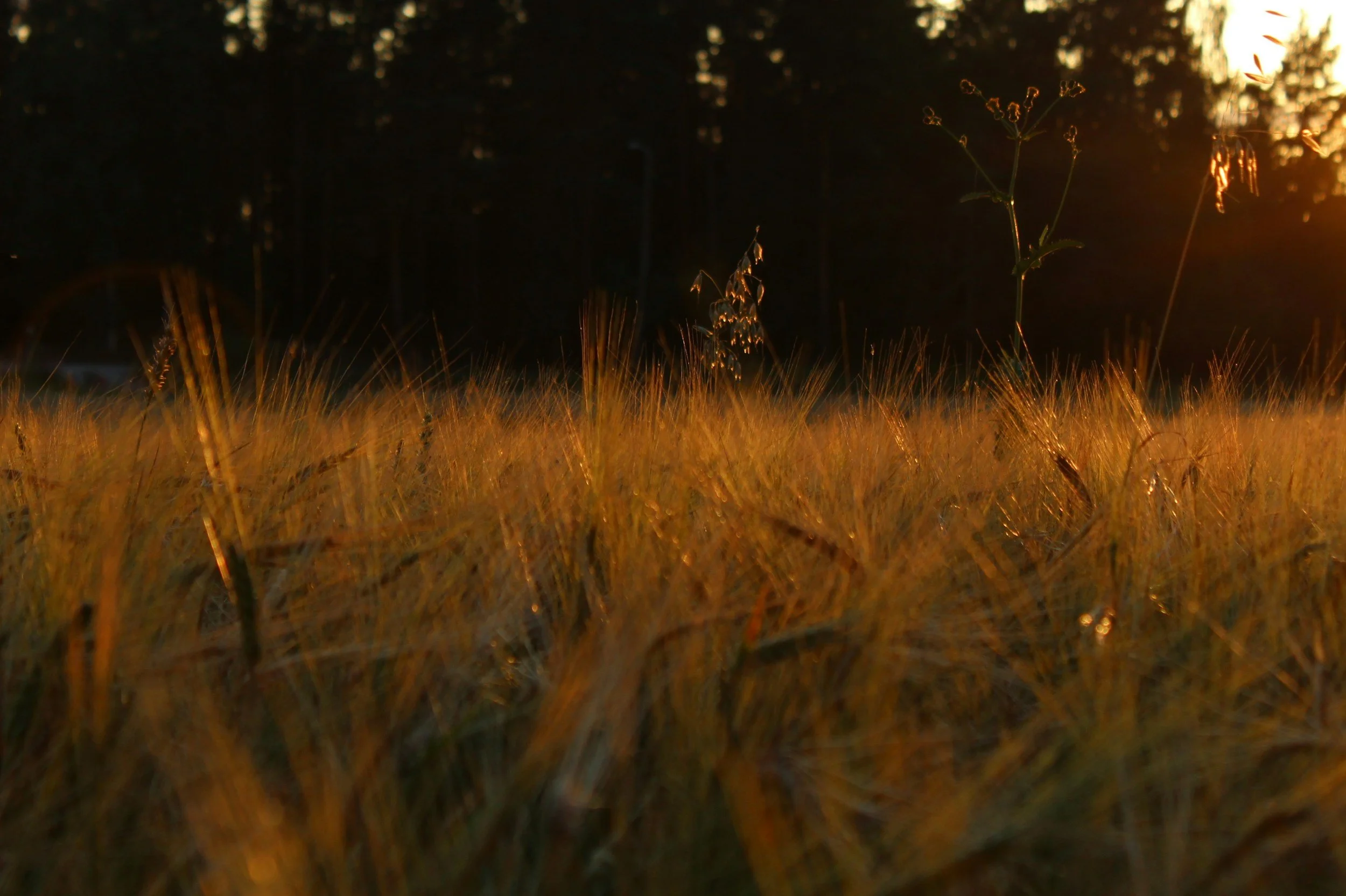 Das Ende des Sommers