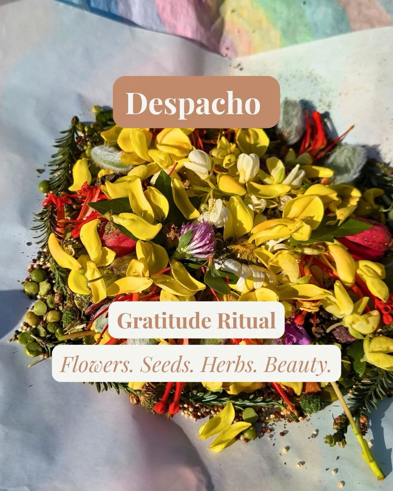 Flowers. Seeds. Herbs. Food. Beauty. Gratitude.

One by one, we place them together.

A Despacho is an offering &mdash; a ritual of gratitude and reciprocity in which something invisible becomes tangible.

Thank you.

For what carried us.
For what no