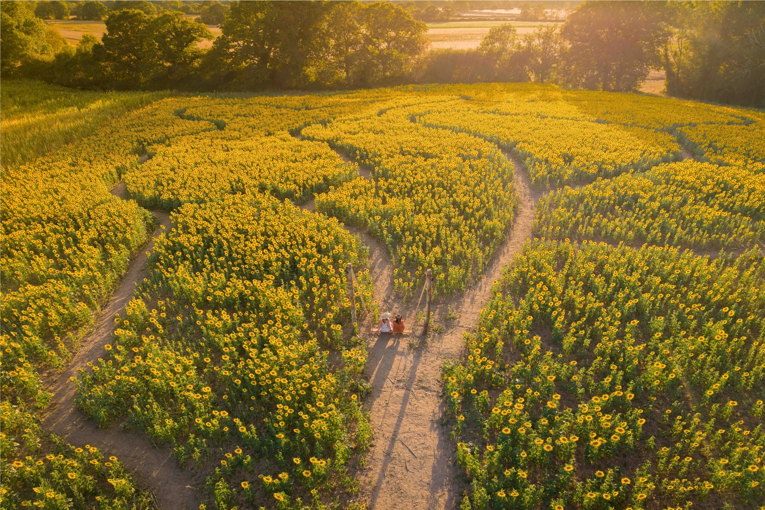 Sunflowers at The Rotherwick Patch