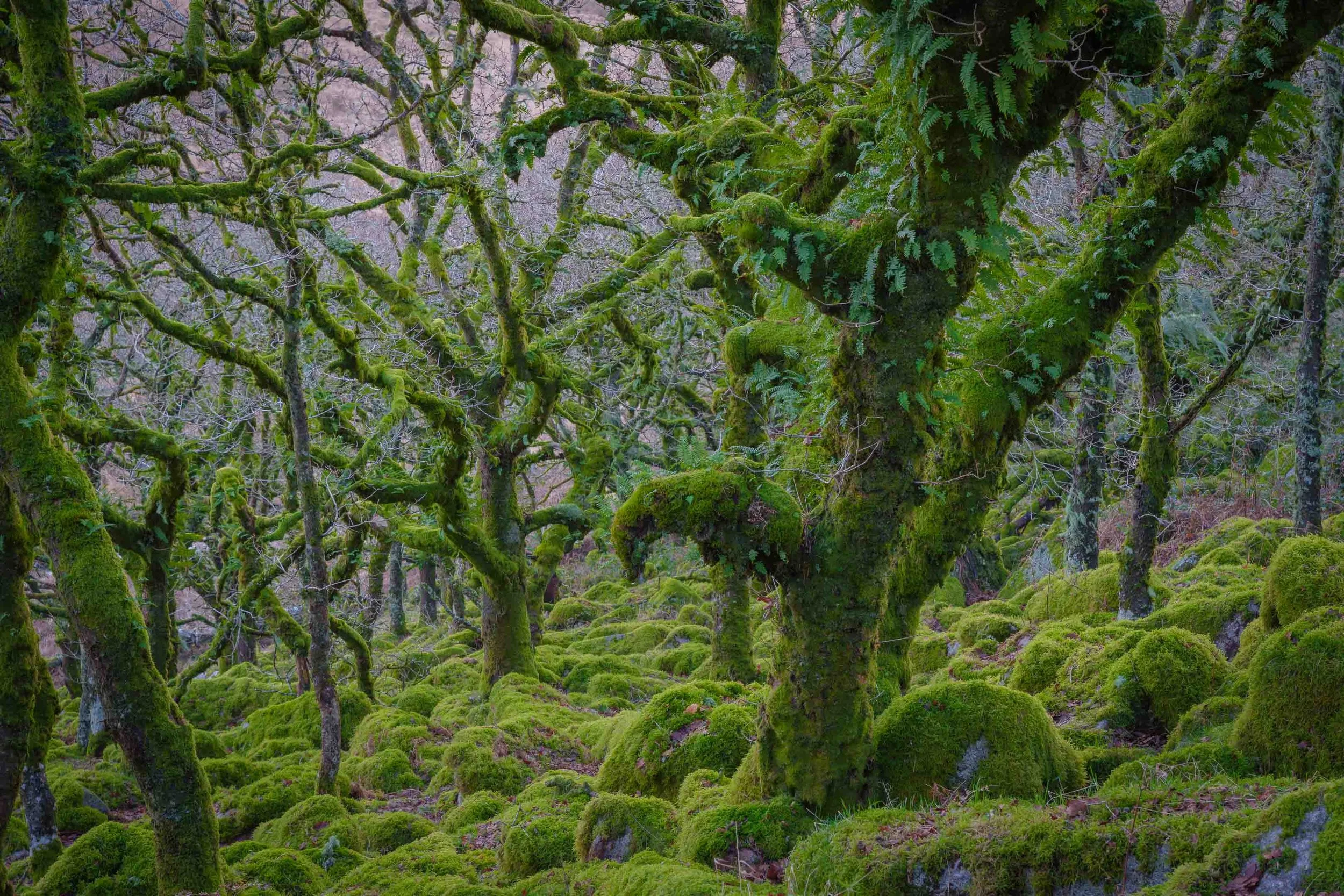 Wistman's Wood, Dartmoor, Devon
