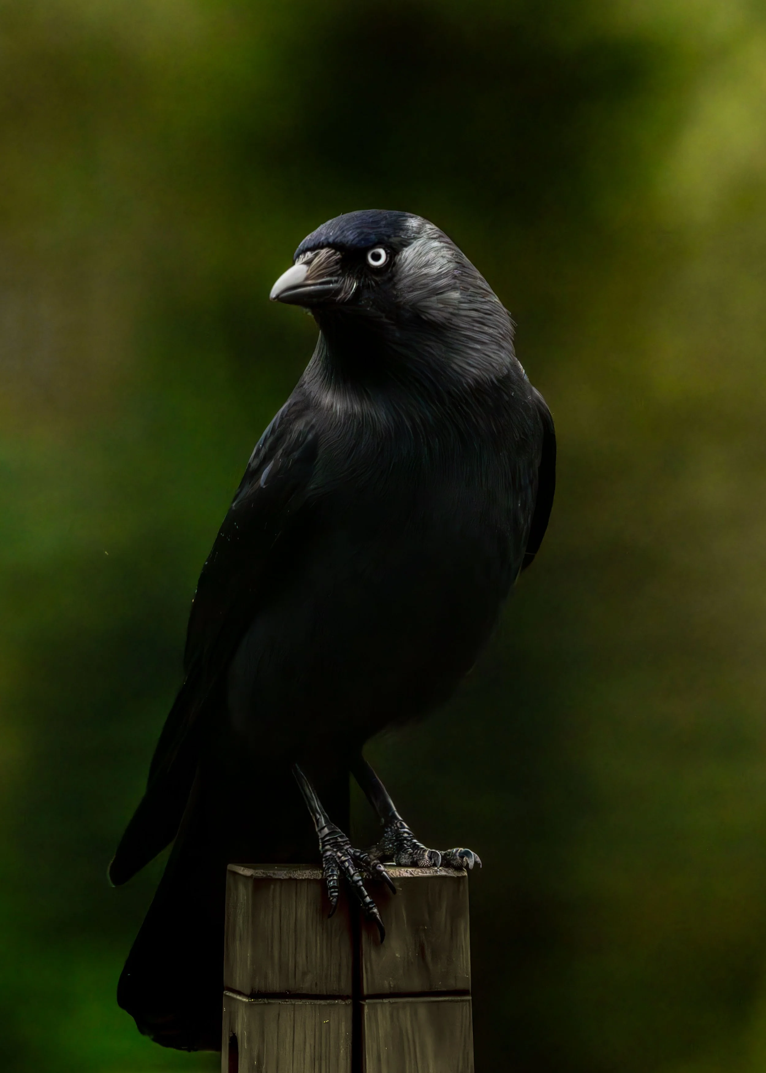 Jackdaw (Coloeus mondedula)