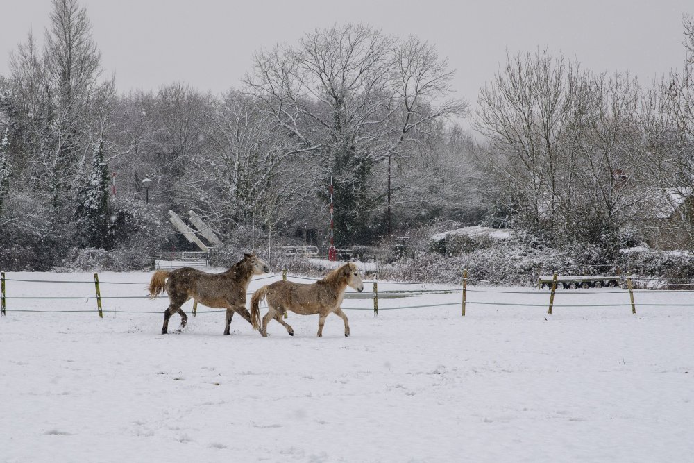 Ponies by the swing bridge