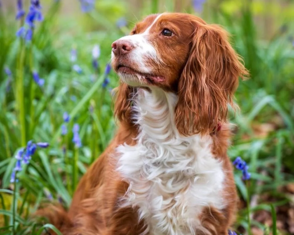Dog Photoshoots