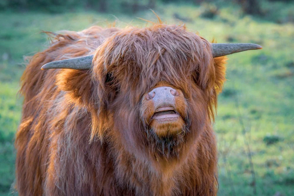 Hamish the Highland Cow