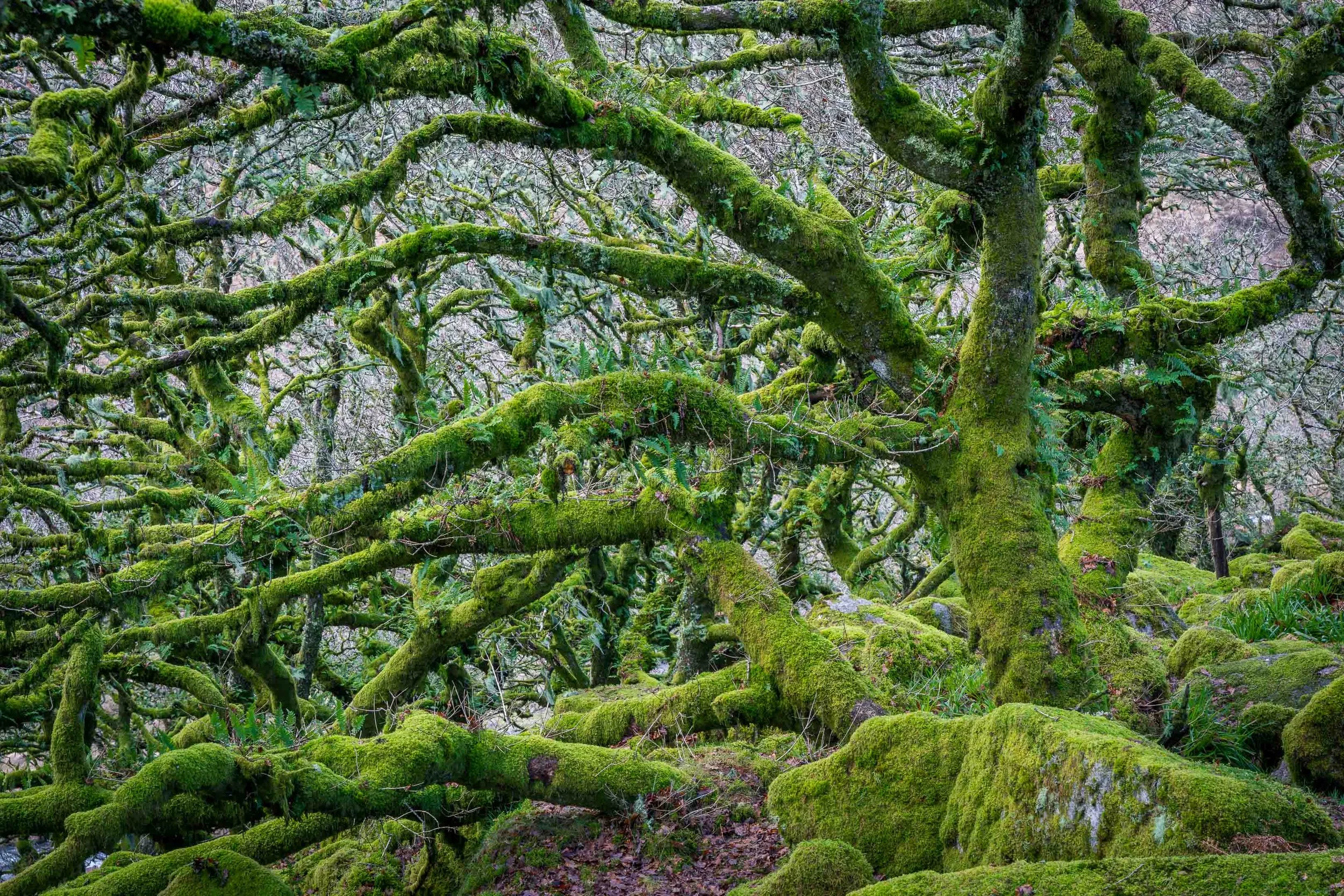 Wistman's Wood, Dartmoor, Devon