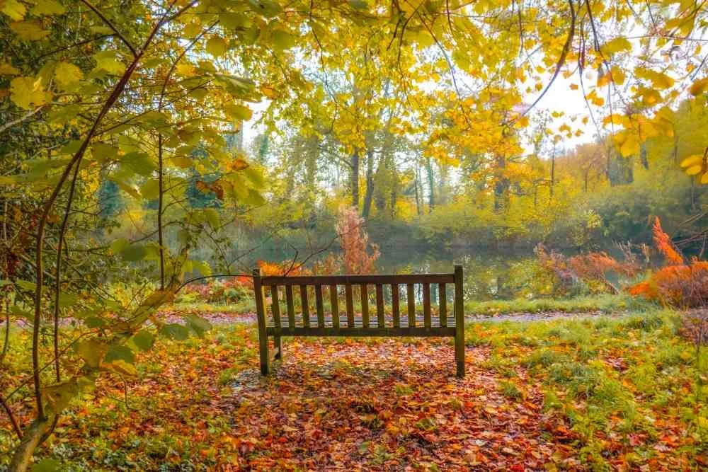 Autumn by Basingstoke Canal