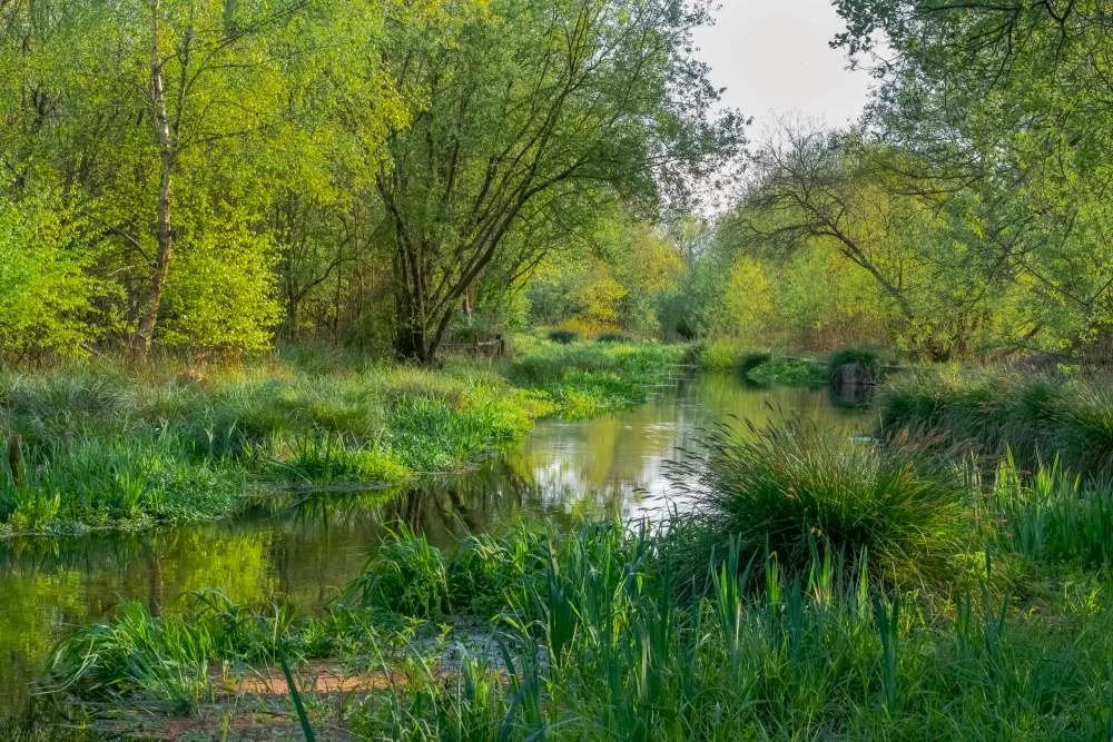 The River Whitewater, Greywell