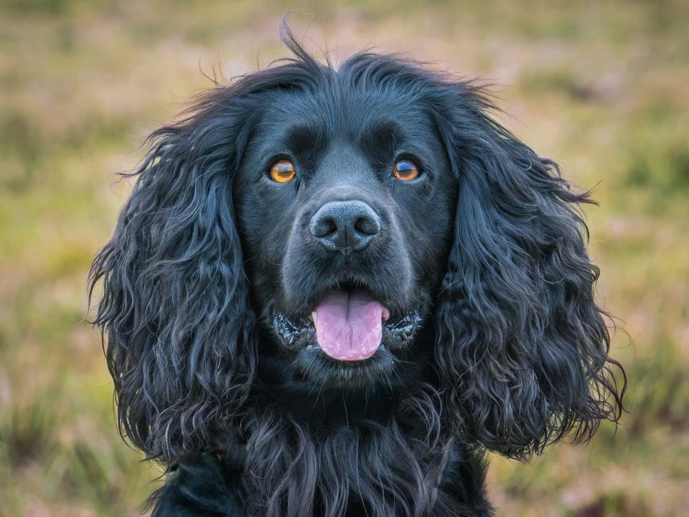 Doug the Working Cocker Spaniel.jpg
