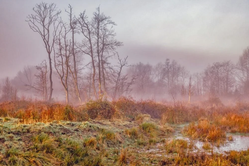 Winter on Greywell Moors
