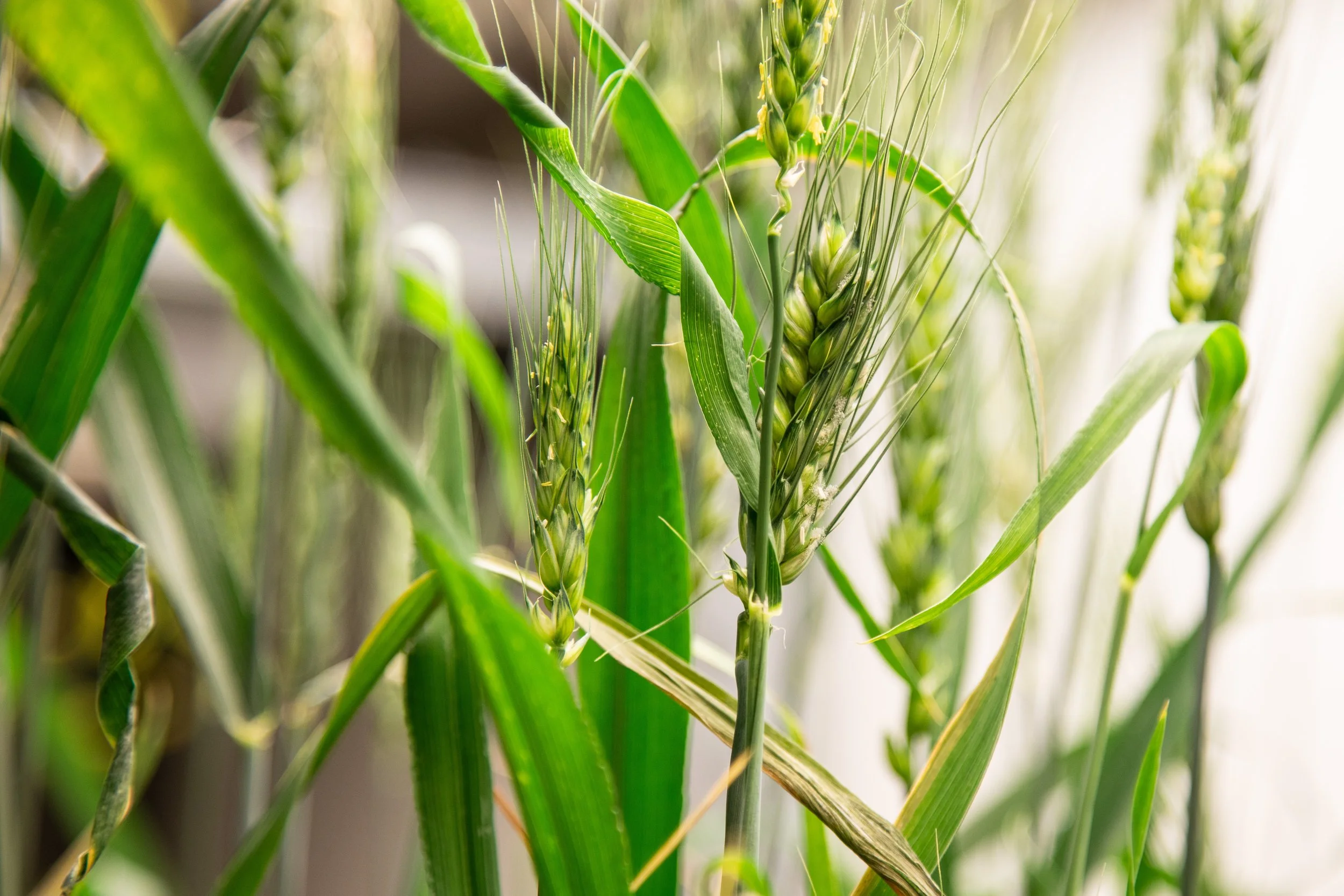 Cytotrait receives ARIA funding for crop research