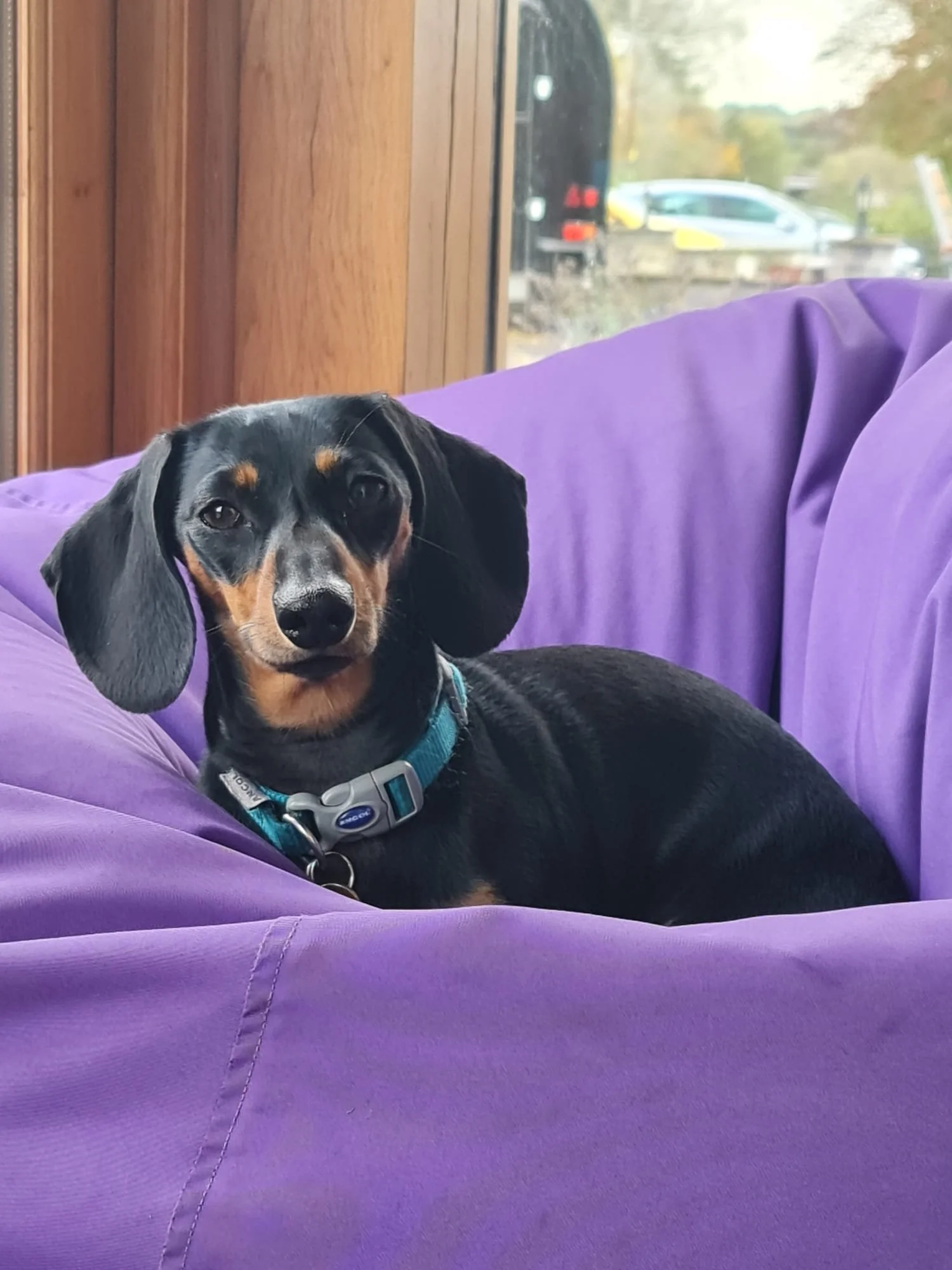 Sausage in a beanbag