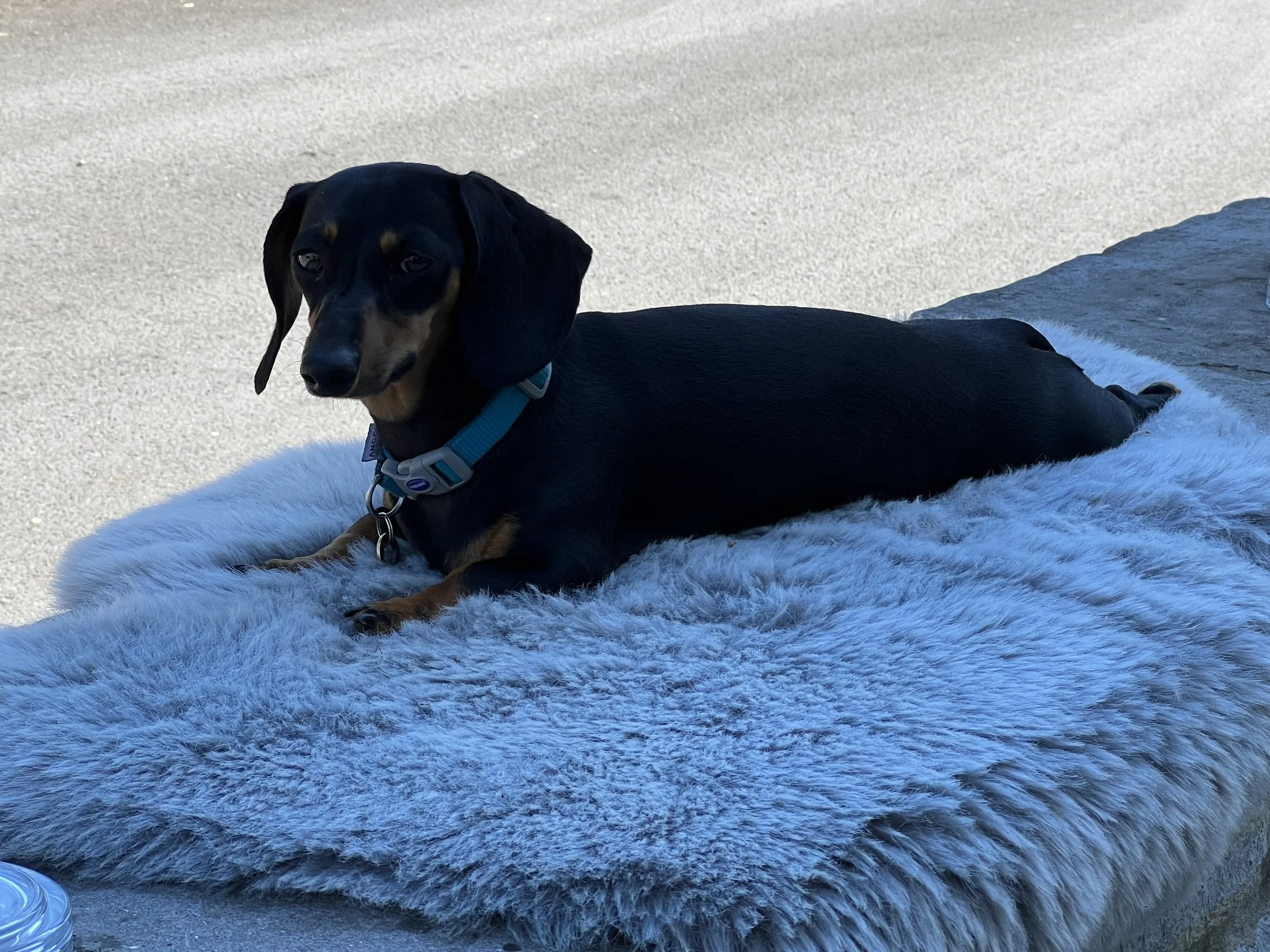 Sausage chilling