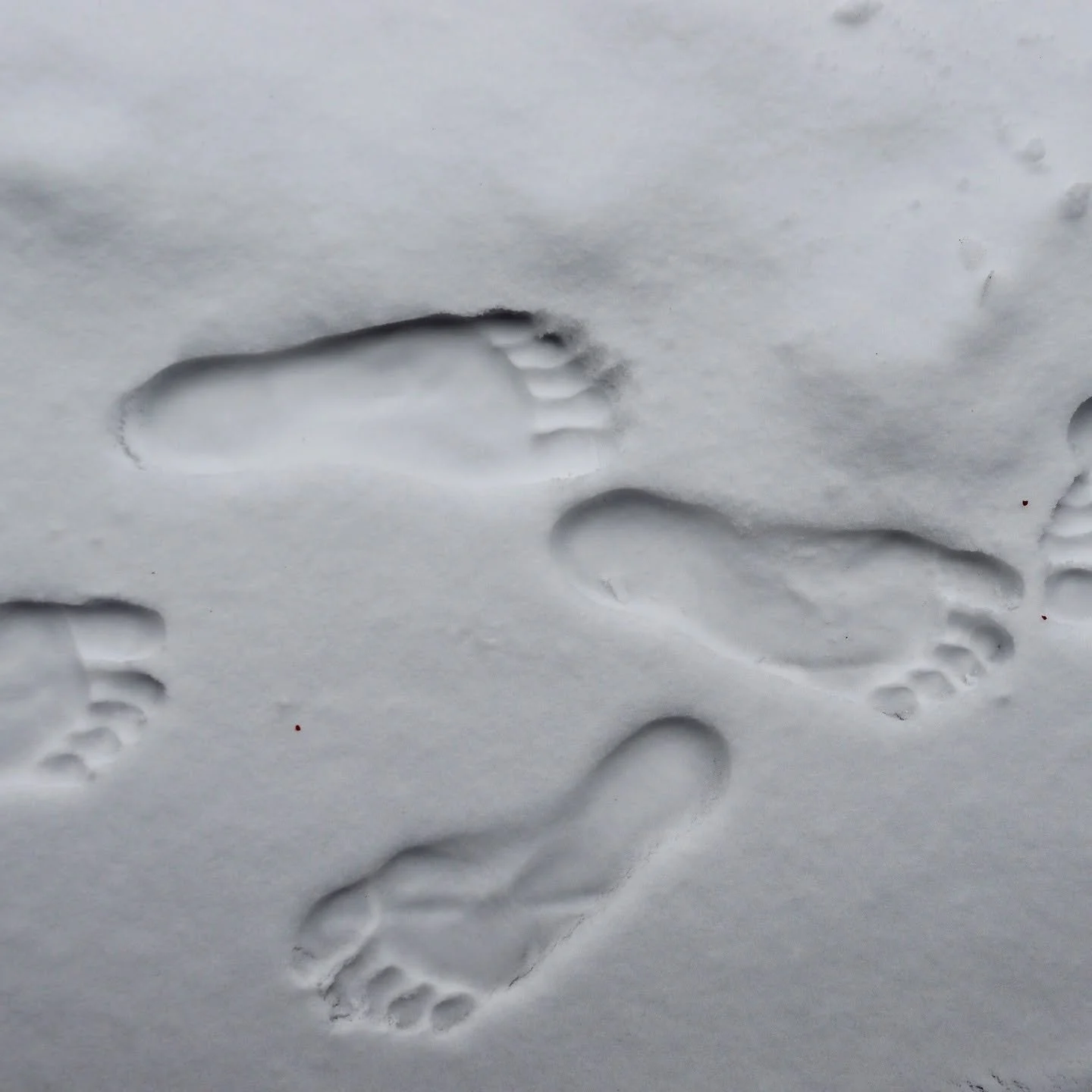 クナイプ式の雪ウォークは、日本では「雪踏み健康法」とも言えるでしょう。
ドイツ語では Schneetreten（シュネートレーテン） と呼ばれます。

新雪の上を短い時間だけ裸足で歩くことで、足先に強い冷刺激が与えられ、血行が促されます。
雪ウォークの後は、肌が驚くほどやわらかく感じられます。

雪踏みは短い時間で十分です。
痛みを感じる前にやめるのがクナイプの基本です。

そして雪踏みの後は、すぐに足をよく拭いて暖かい靴下を履きましょう。
足を冷えたままにしないことが大切です。 ❄️

Kne