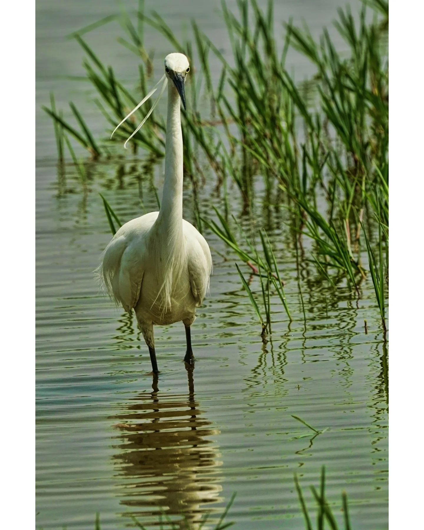 ドイツで「Wassertreten（水踏み）」と呼ばれるこの歩き方。
現地では「コウノトリの足取り（Storchengang）」と例えられます。

日本には馴染みの深いコウノトリが少ないため、私たちには白鷺（Silberreiher）の方がイメージが湧きやすいかもしれません。
冷たい水辺を優雅に、一歩ずつ気高く踏み出すその姿。

そのため、私たち Kneipplifejapan では、この歩き方を「しらさぎウォーキング（Shirasagi Walking）」と呼んでいます。

In German