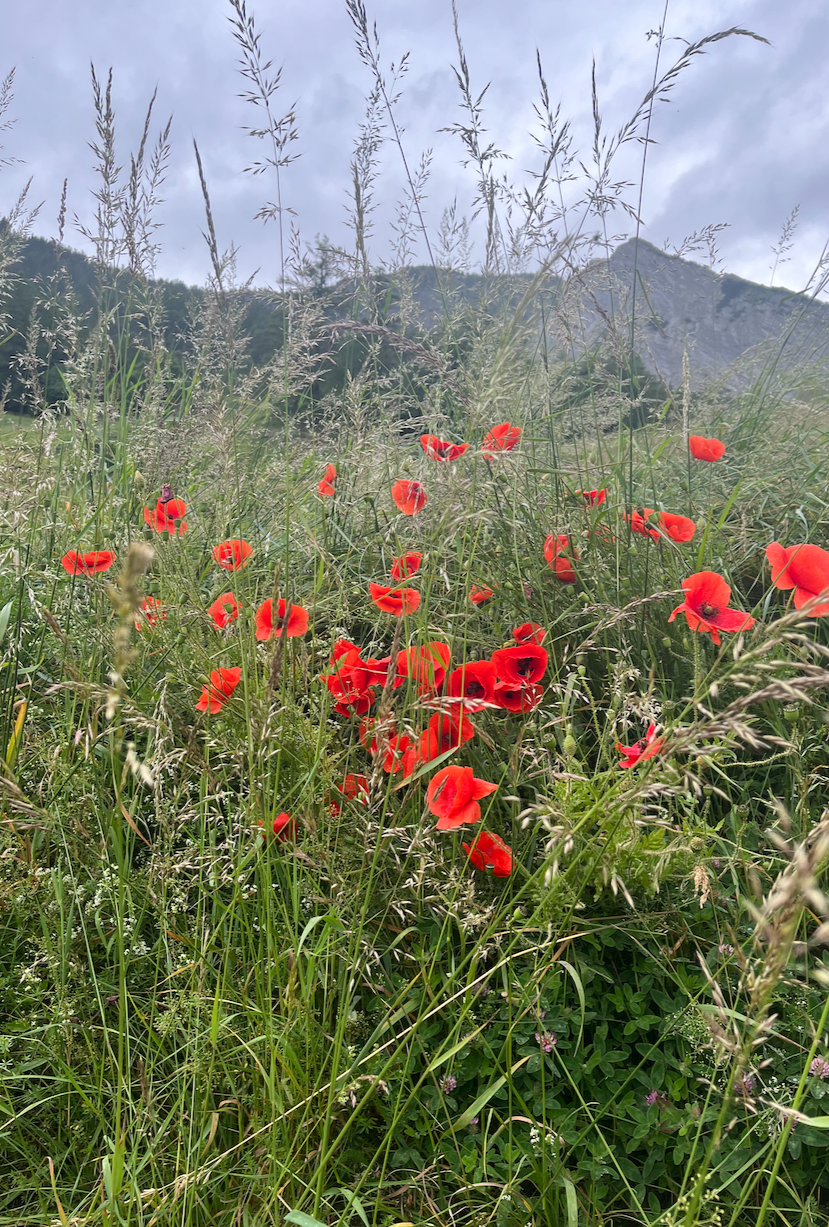 Perspective and Pacing