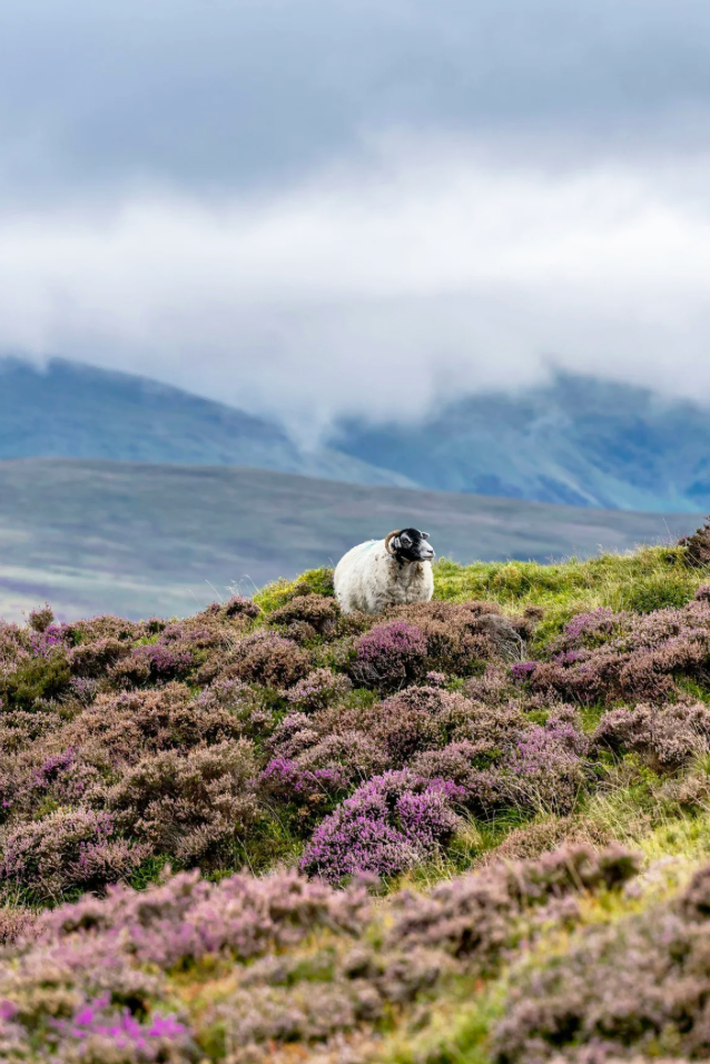 The Cotswold, the Yorkshire Dales and the Lake District in Focus, 21-28+ days&nbsp;