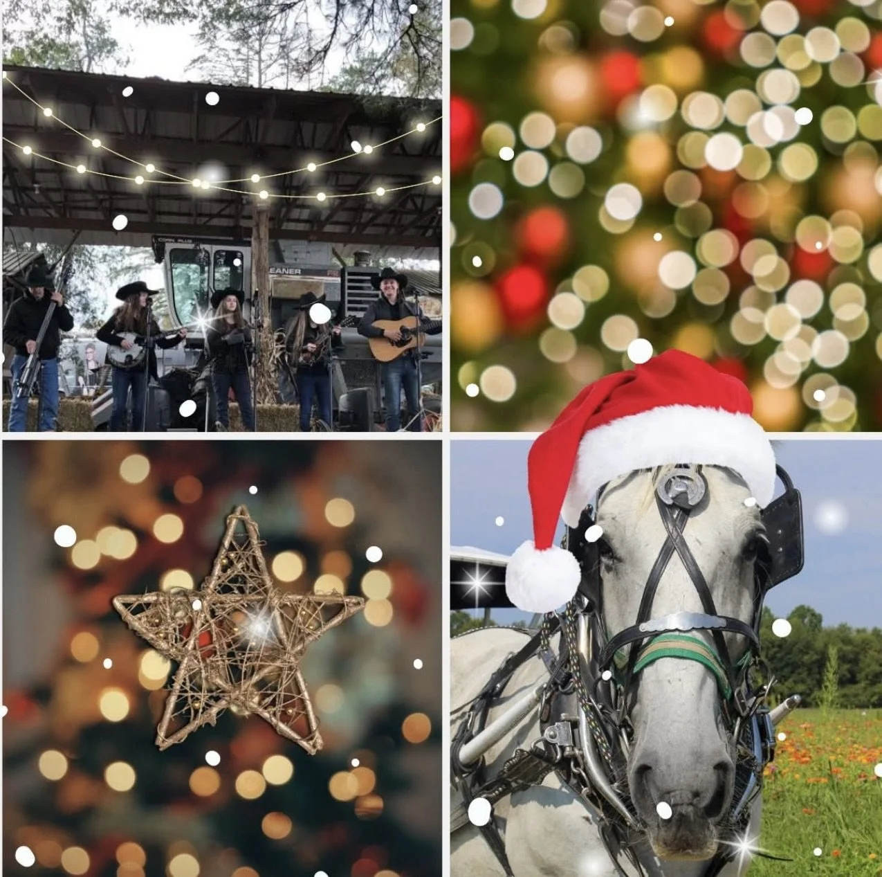 🎄✨ Holiday Market, Real Christmas Trees &amp; Vendor FairAt the Christmas Light Spectacular