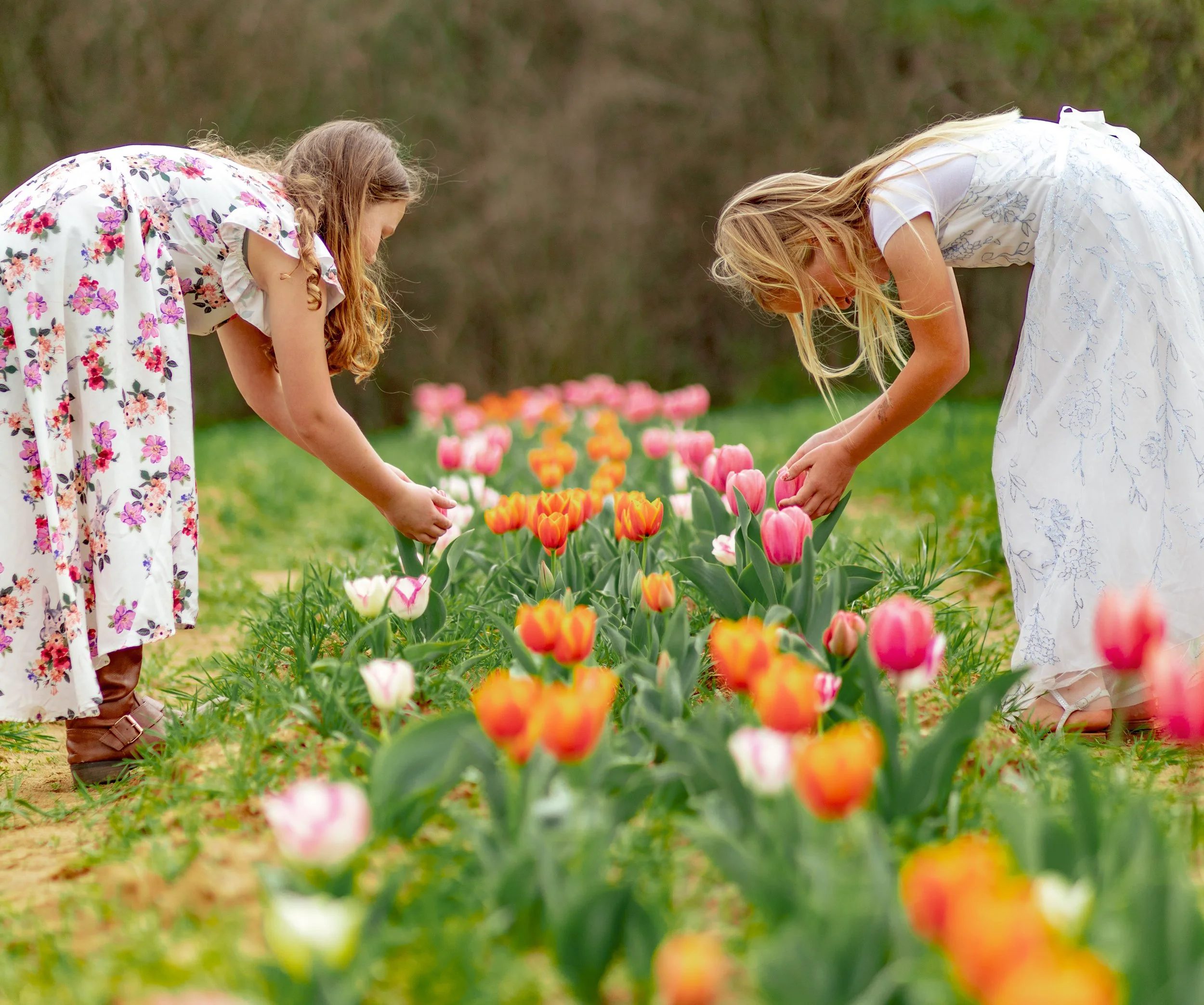 Carolina Tulip Festival 