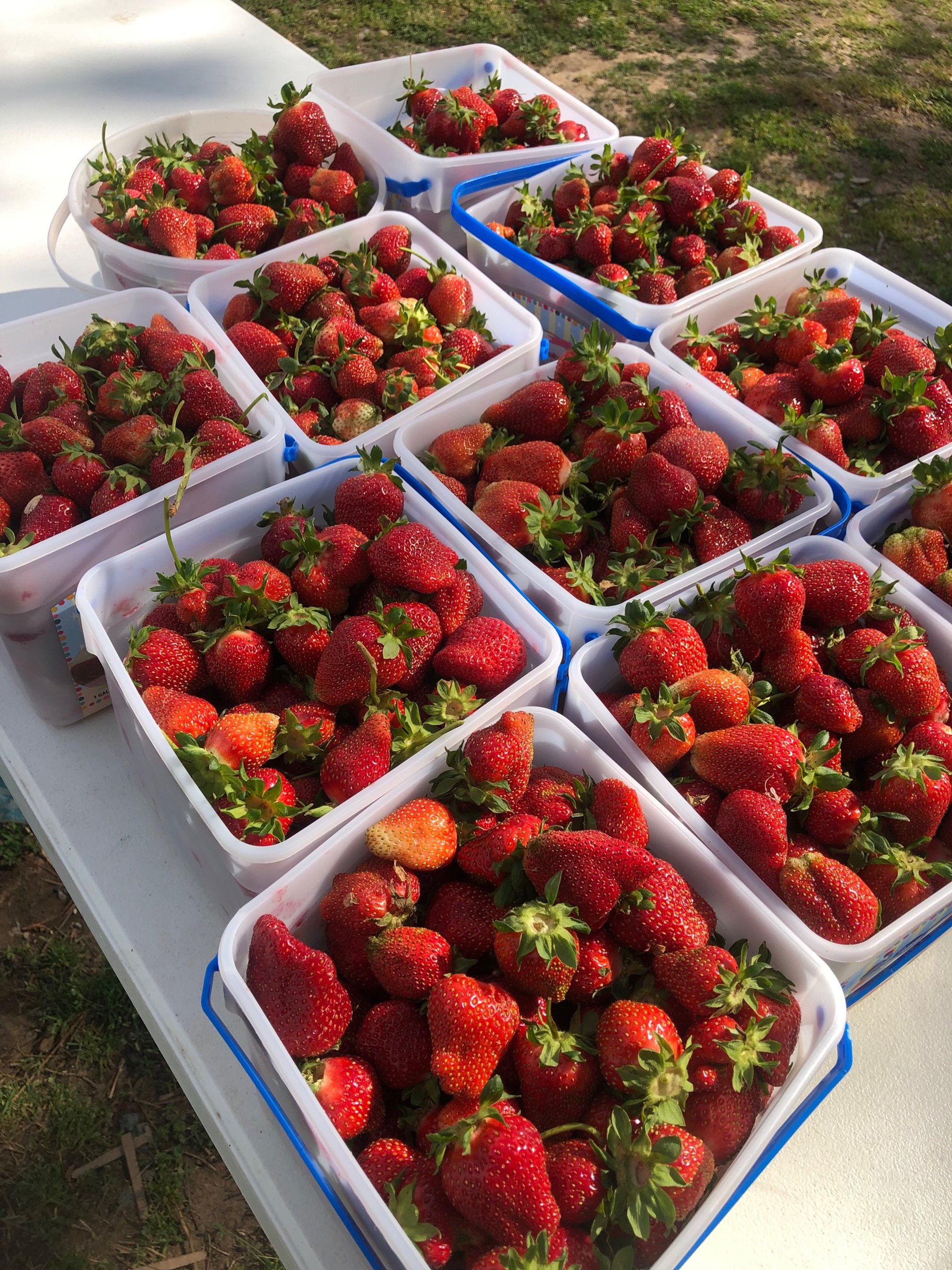 Pick and Play at the Carolina Strawberry Festival
