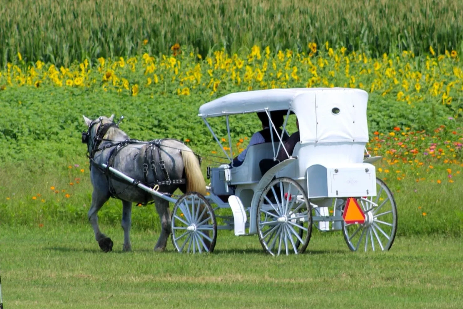 Carriage Ride at Armstrong Artisan Farm